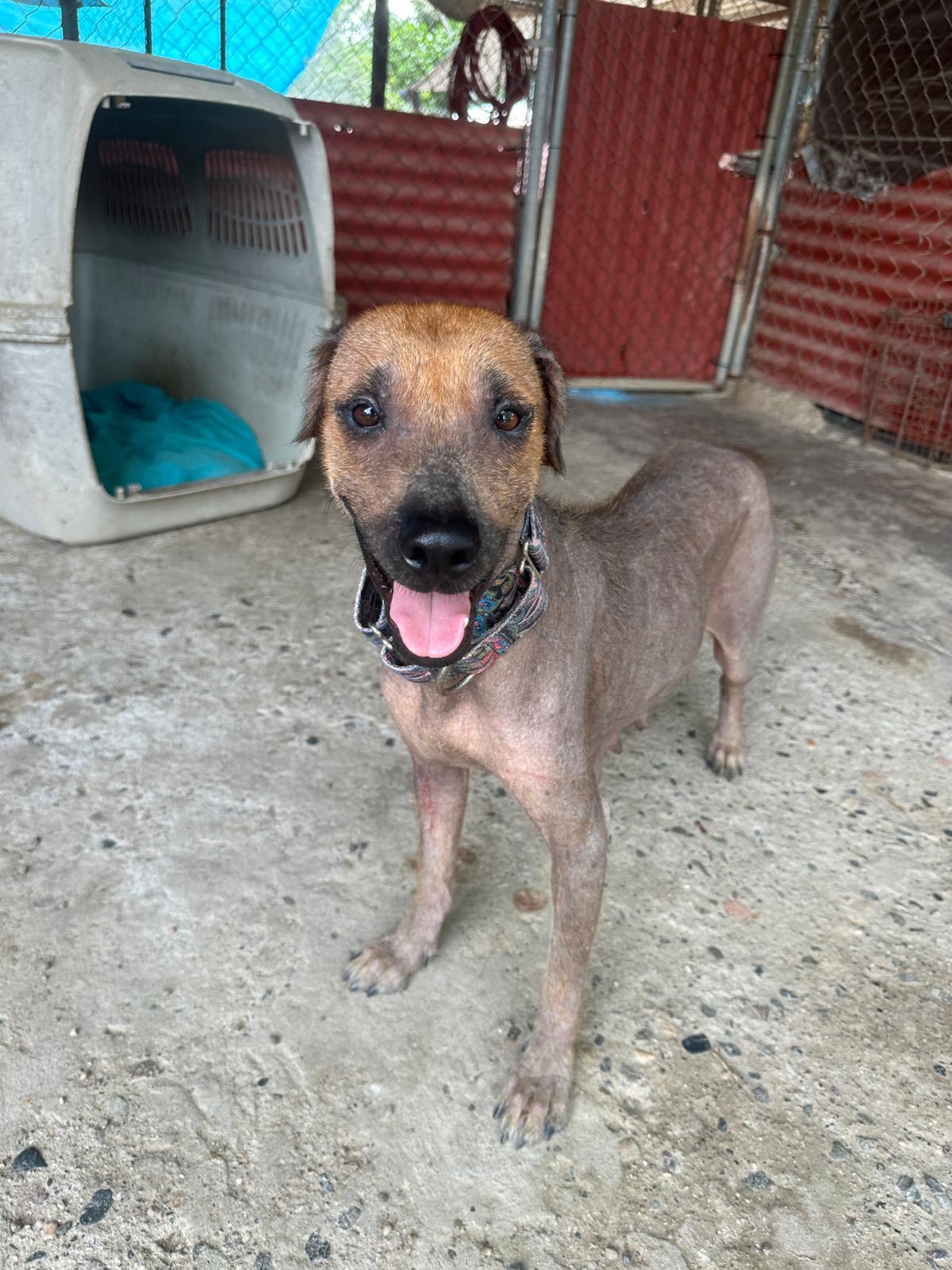 Enlarge Catrina, a Adoptable mixed breed in Sacramento, CA image 5/5