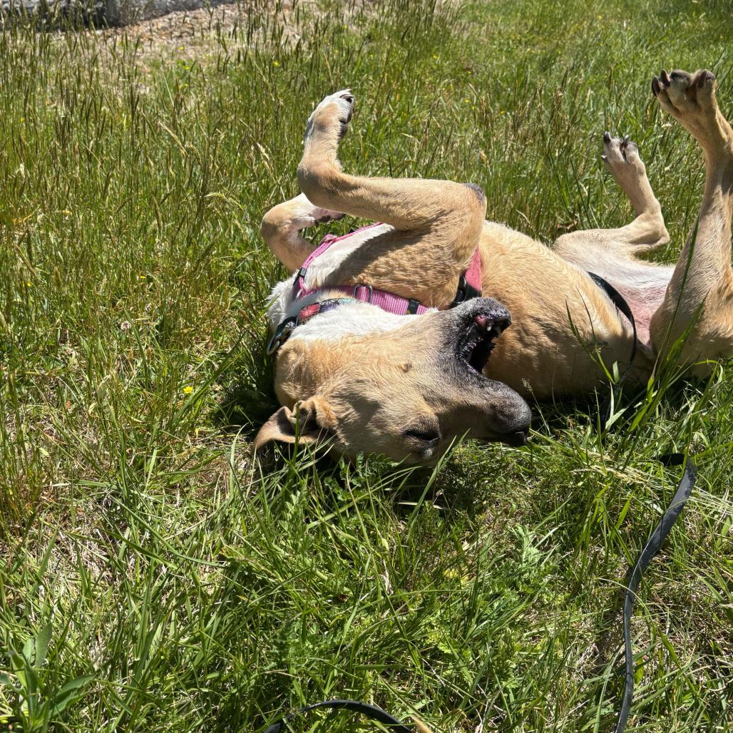 Penelope, Adoptable, Senior Female Mixed Breed.