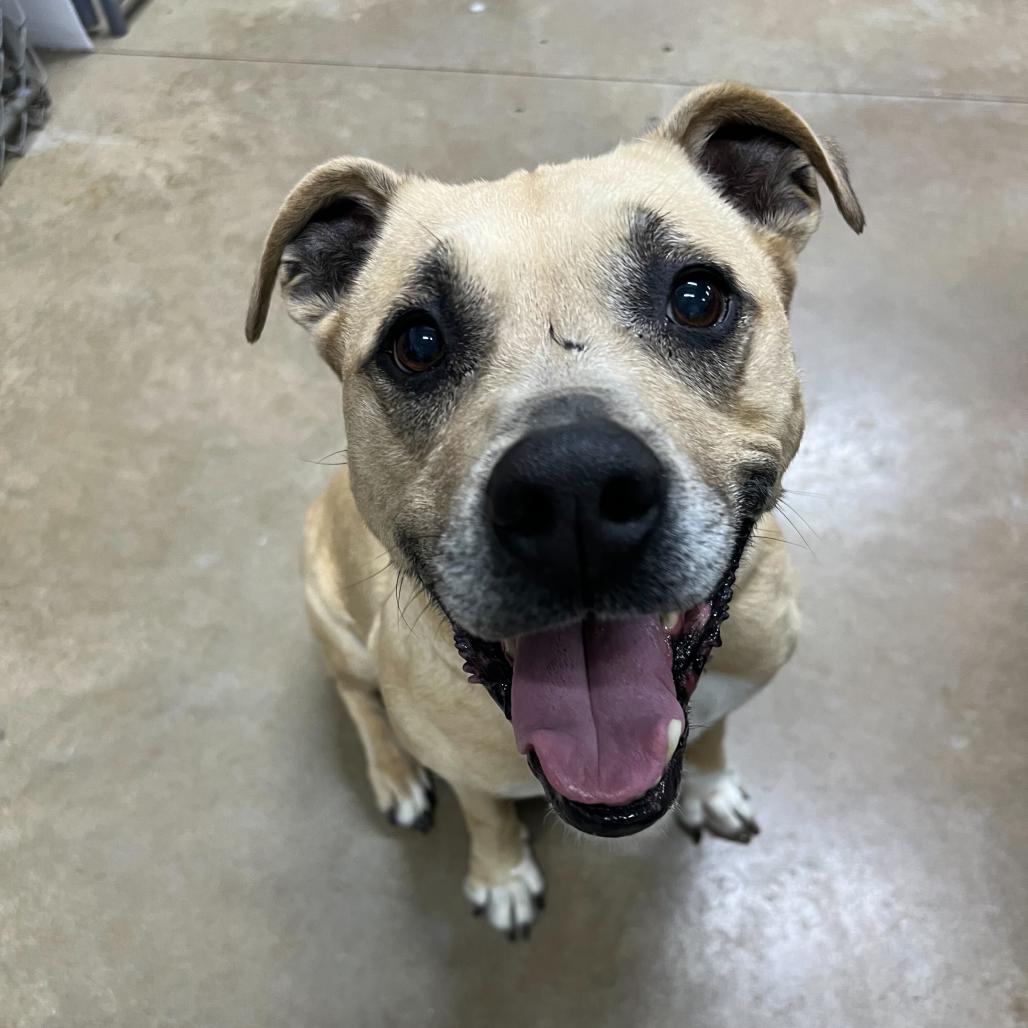 Enlarge Penelope, a Adoptable Mixed Breed in Waynesville, NC image 2/6