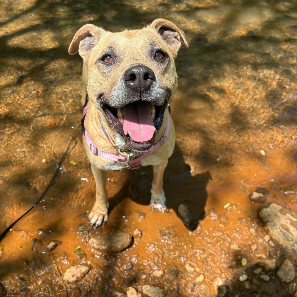 Enlarge Penelope, a Adoptable Mixed Breed in Waynesville, NC image 4/6