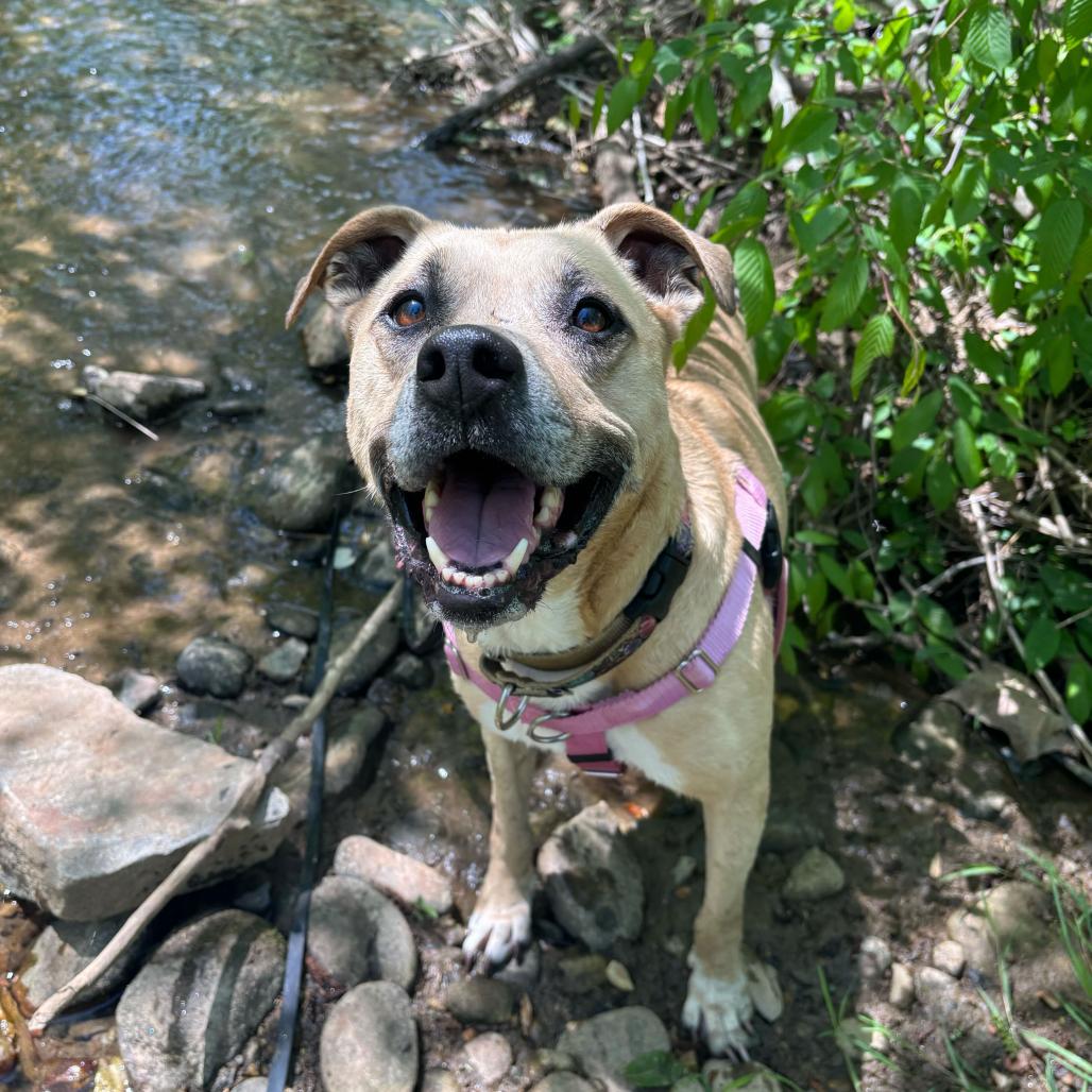 Enlarge Penelope, a Adoptable Mixed Breed in Waynesville, NC image 5/6