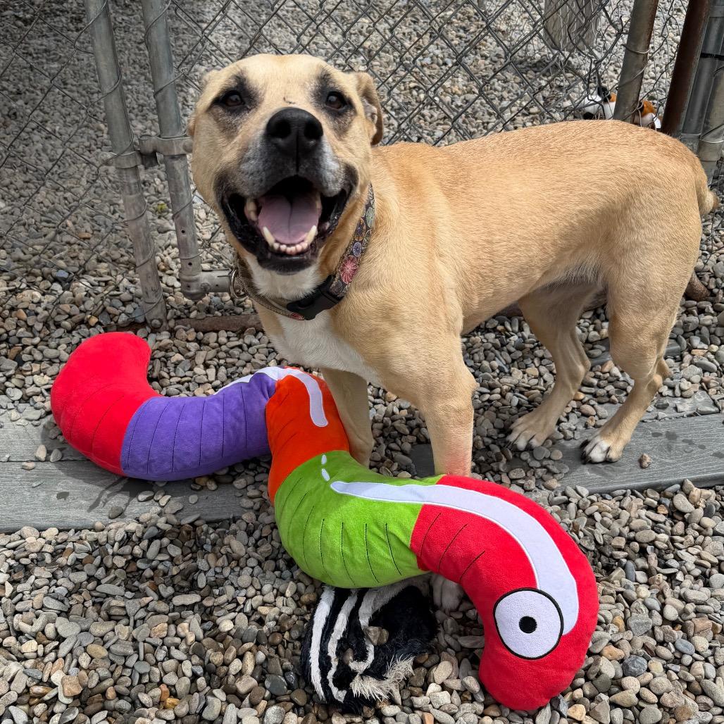 Enlarge Penelope, a Adoptable Mixed Breed in Waynesville, NC image 5/6