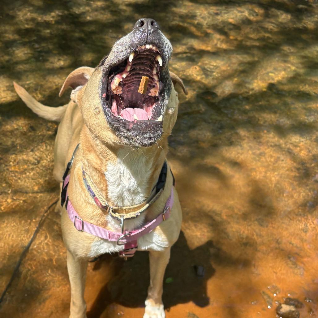 Enlarge Penelope, a Adoptable Mixed Breed in Waynesville, NC image 6/6