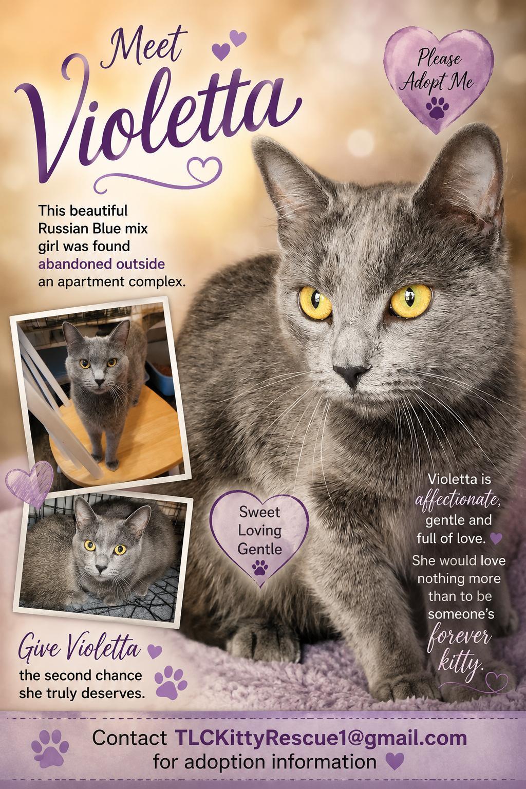 Enlarge VIOLETA, a Adoptable mixed breed in Escalon, CA image 6/6