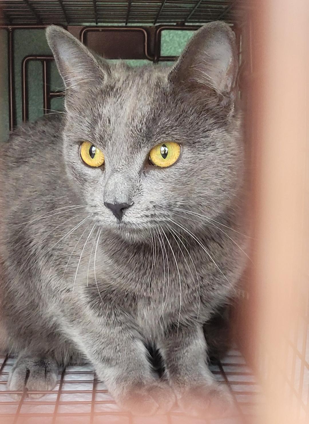 Enlarge VIOLETA, a Adoptable mixed breed in Escalon, CA image 1/6