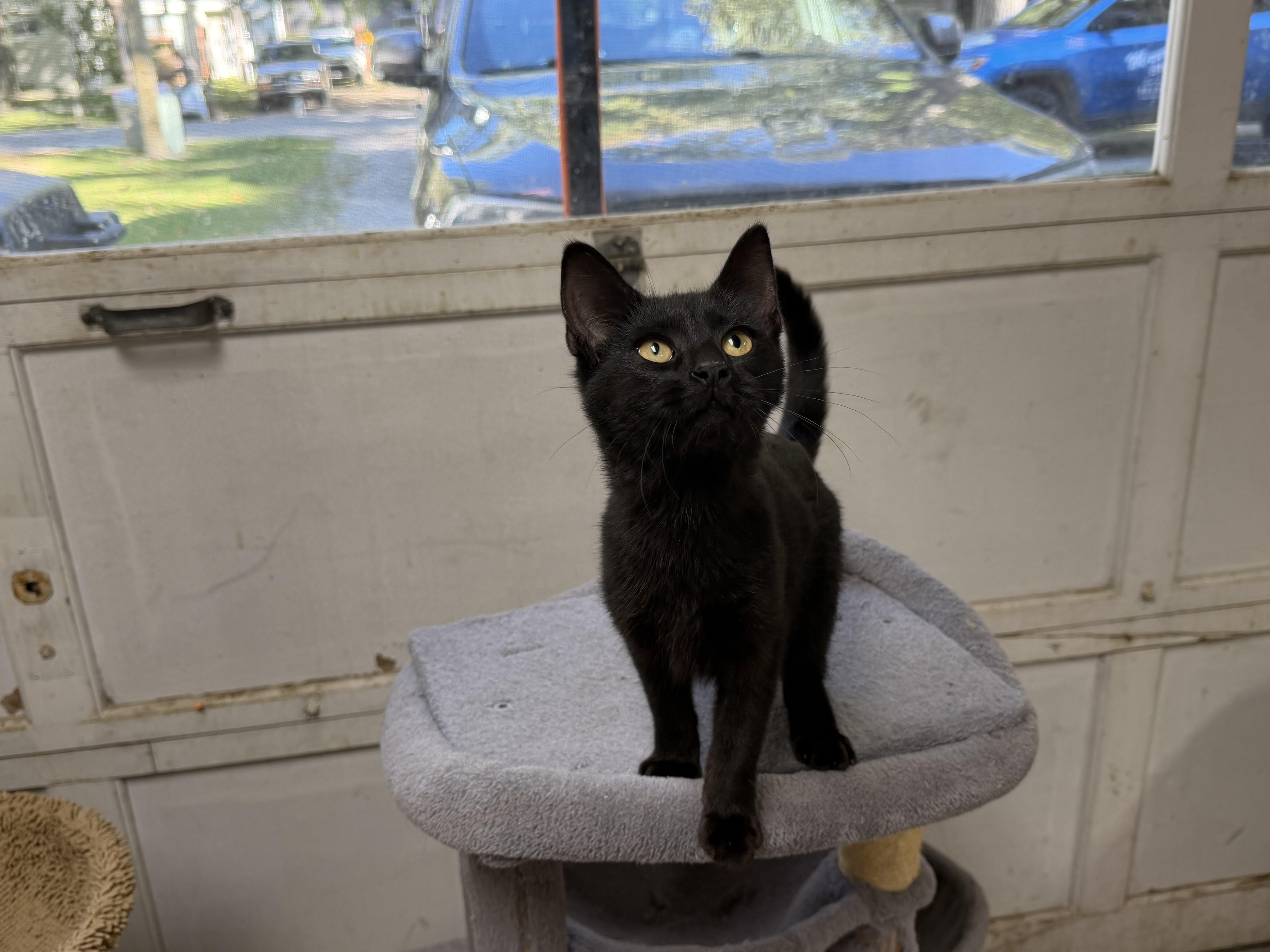 Enlarge Edith, a Adoptable Domestic Short Hair in Caseville, MI image 1/1