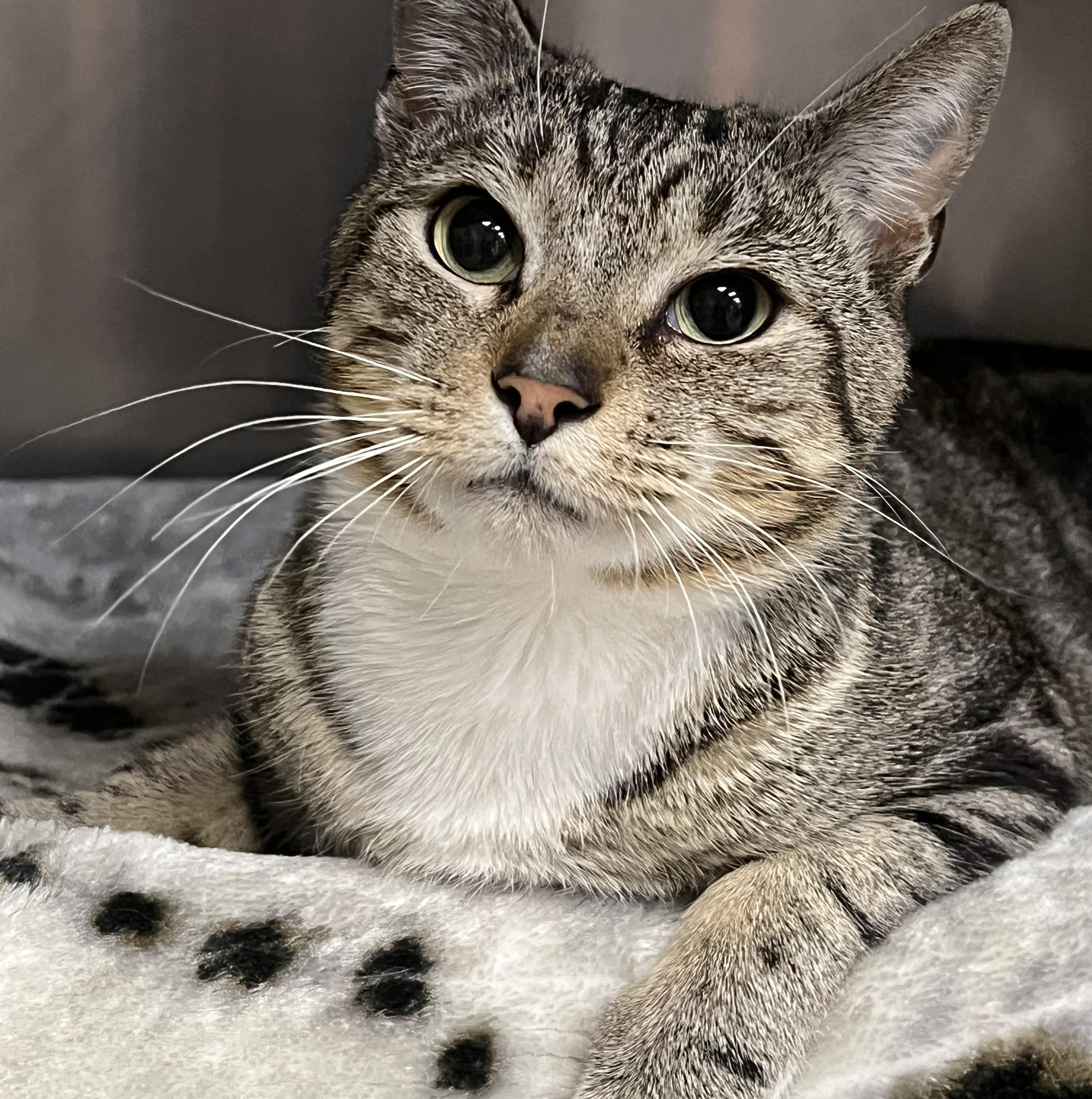 Enlarge Smokey, an adopted Domestic Short Hair in Johnston, RI image 3/6