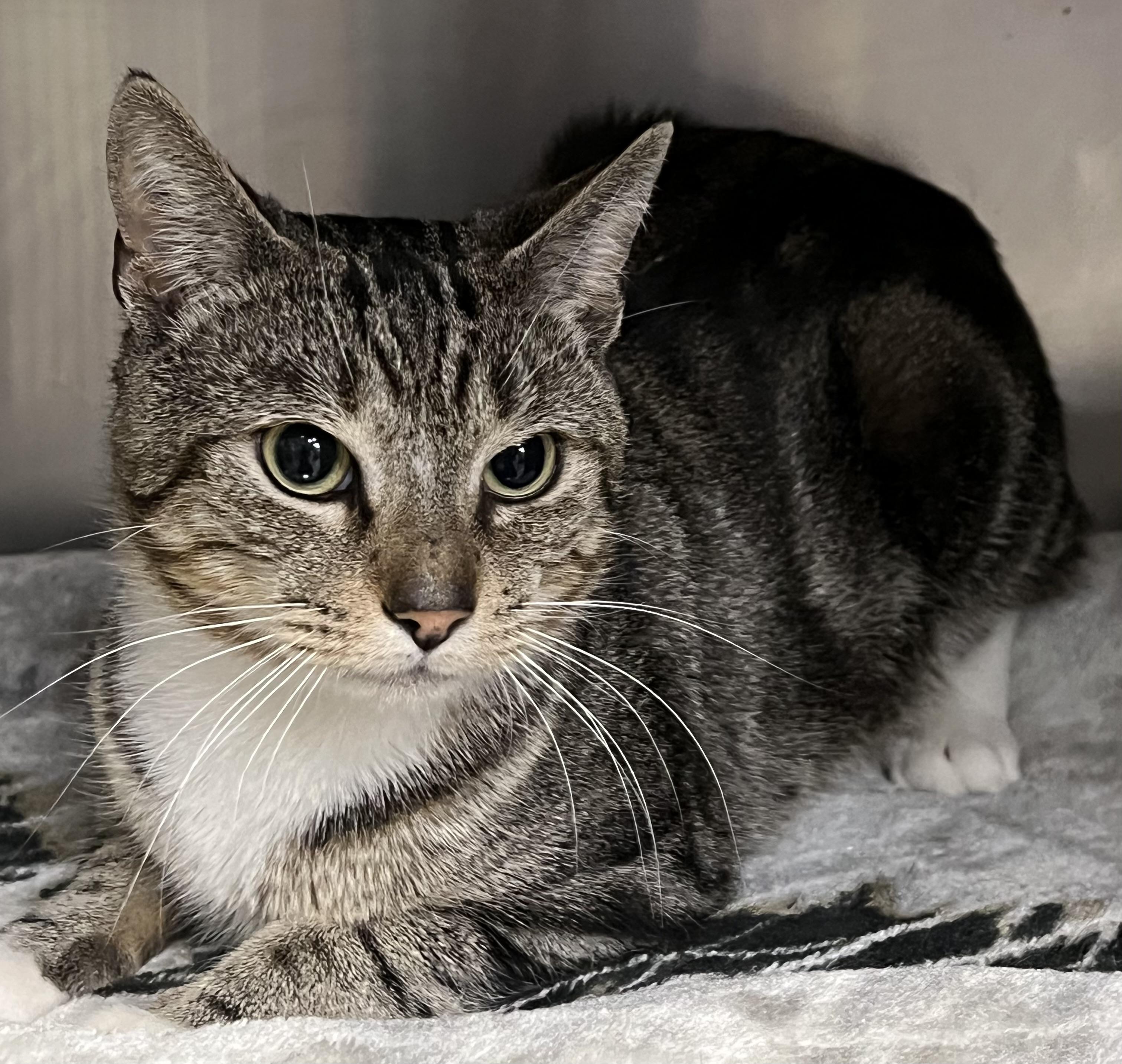 Enlarge Smokey, an adopted Domestic Short Hair in Johnston, RI image 5/6