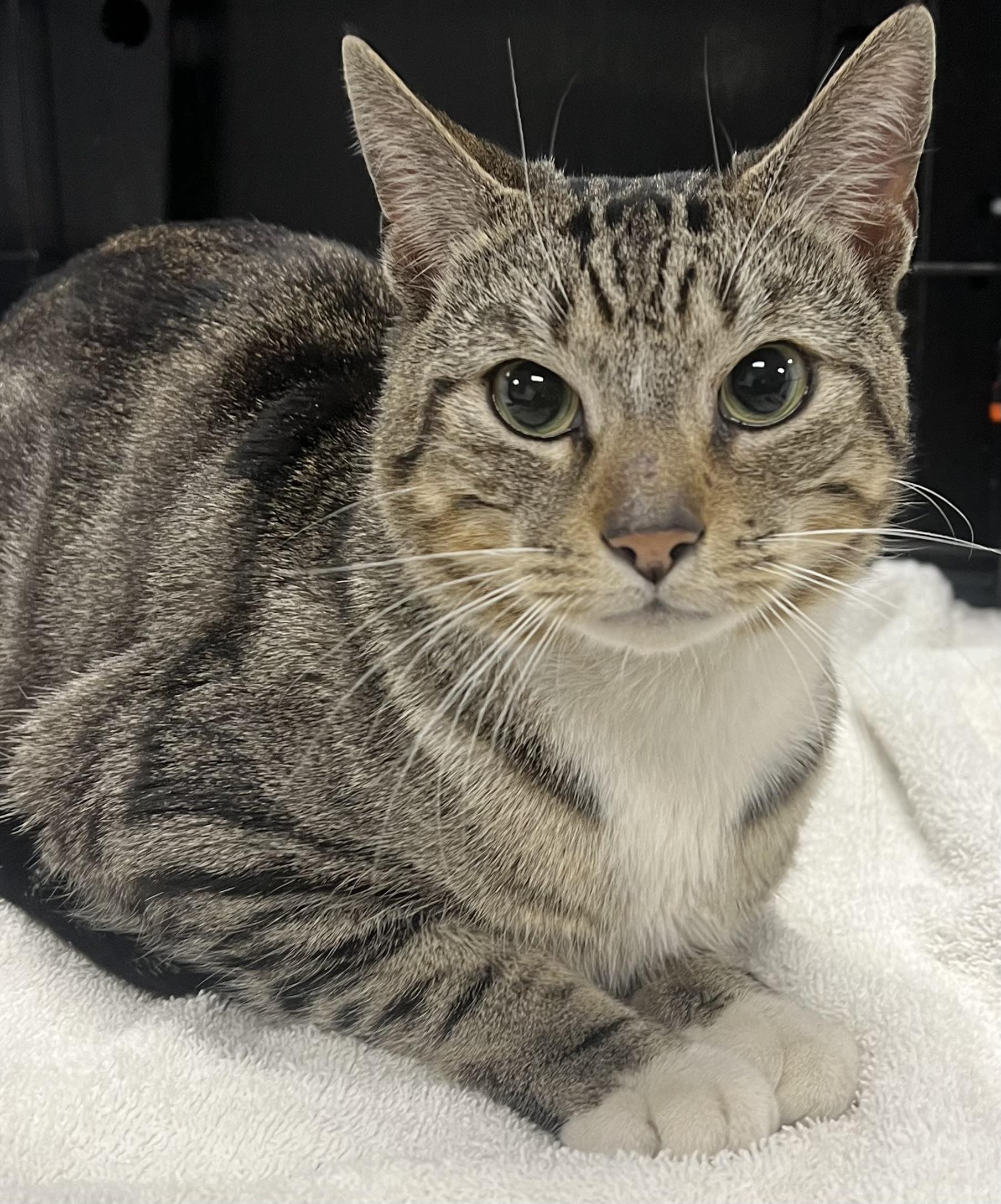 Enlarge Smokey, an adopted Domestic Short Hair in Johnston, RI image 4/6