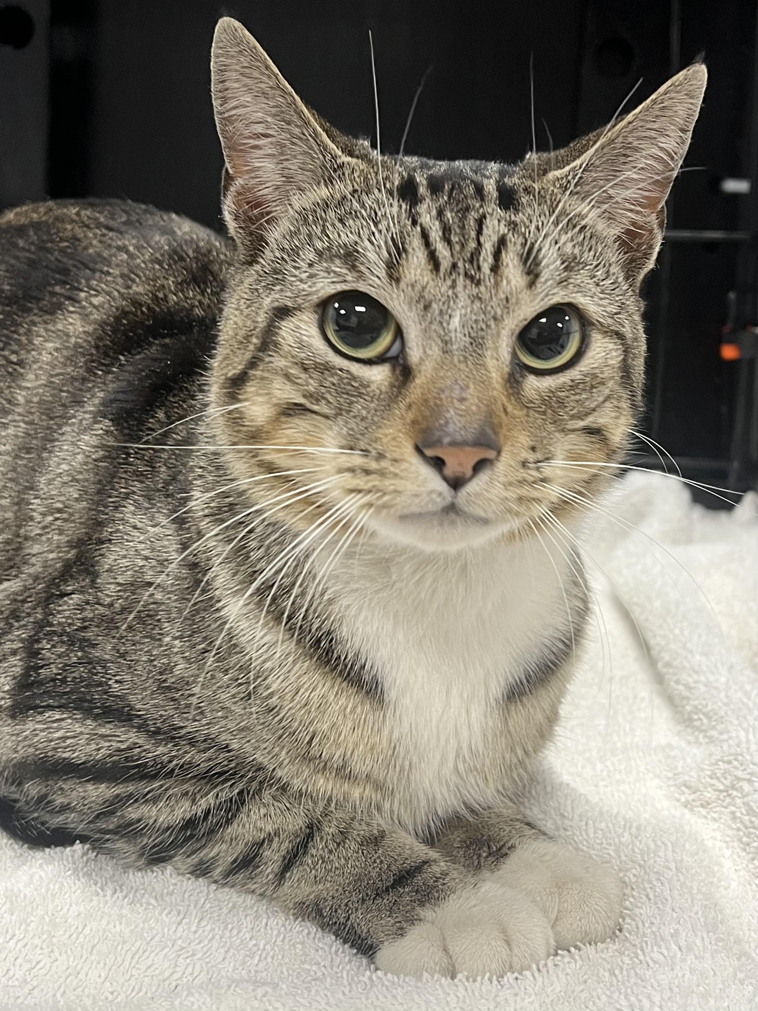 Enlarge Smokey, an adopted Domestic Short Hair in Johnston, RI image 1/6