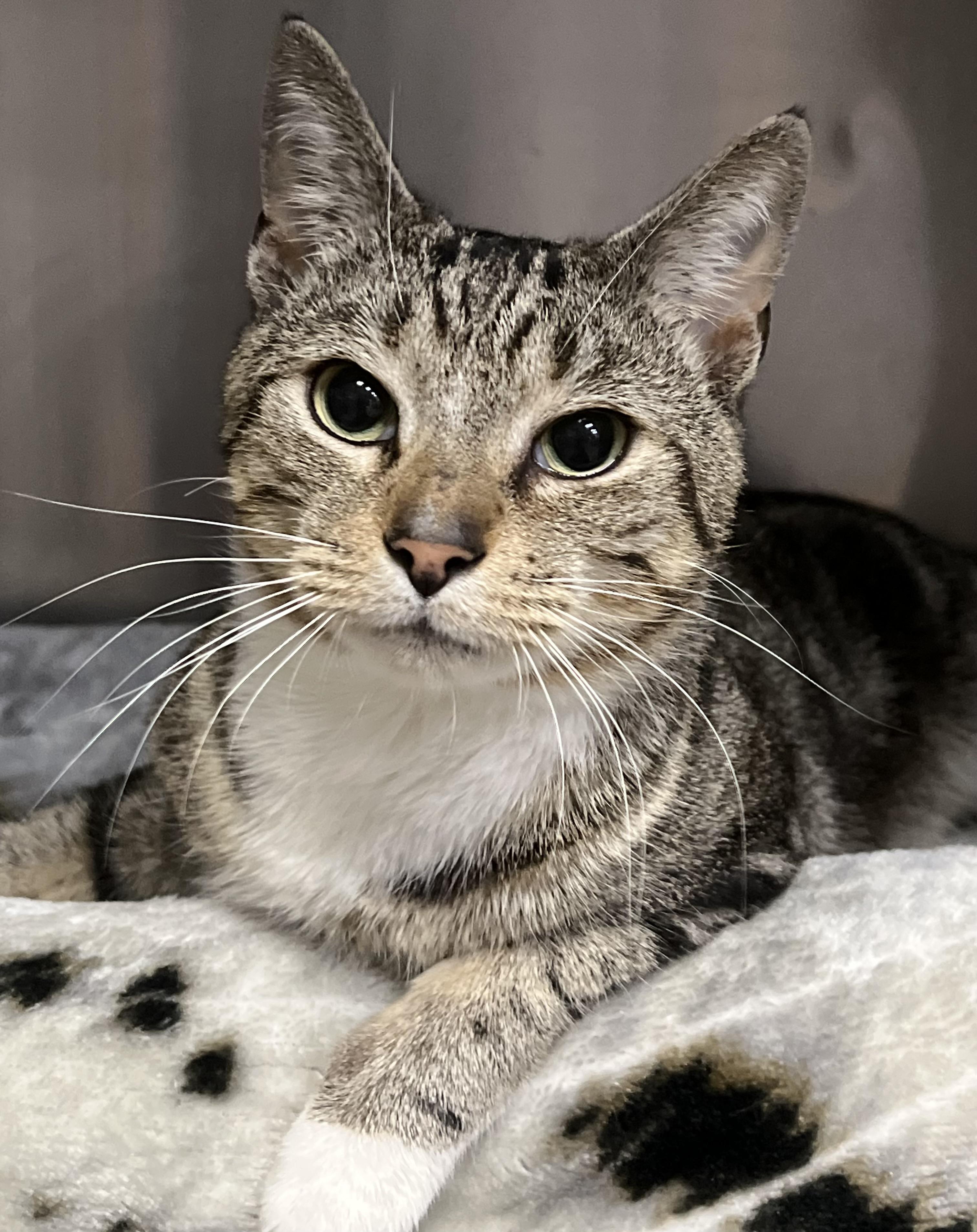 Enlarge Smokey, an adopted Domestic Short Hair in Johnston, RI image 6/6