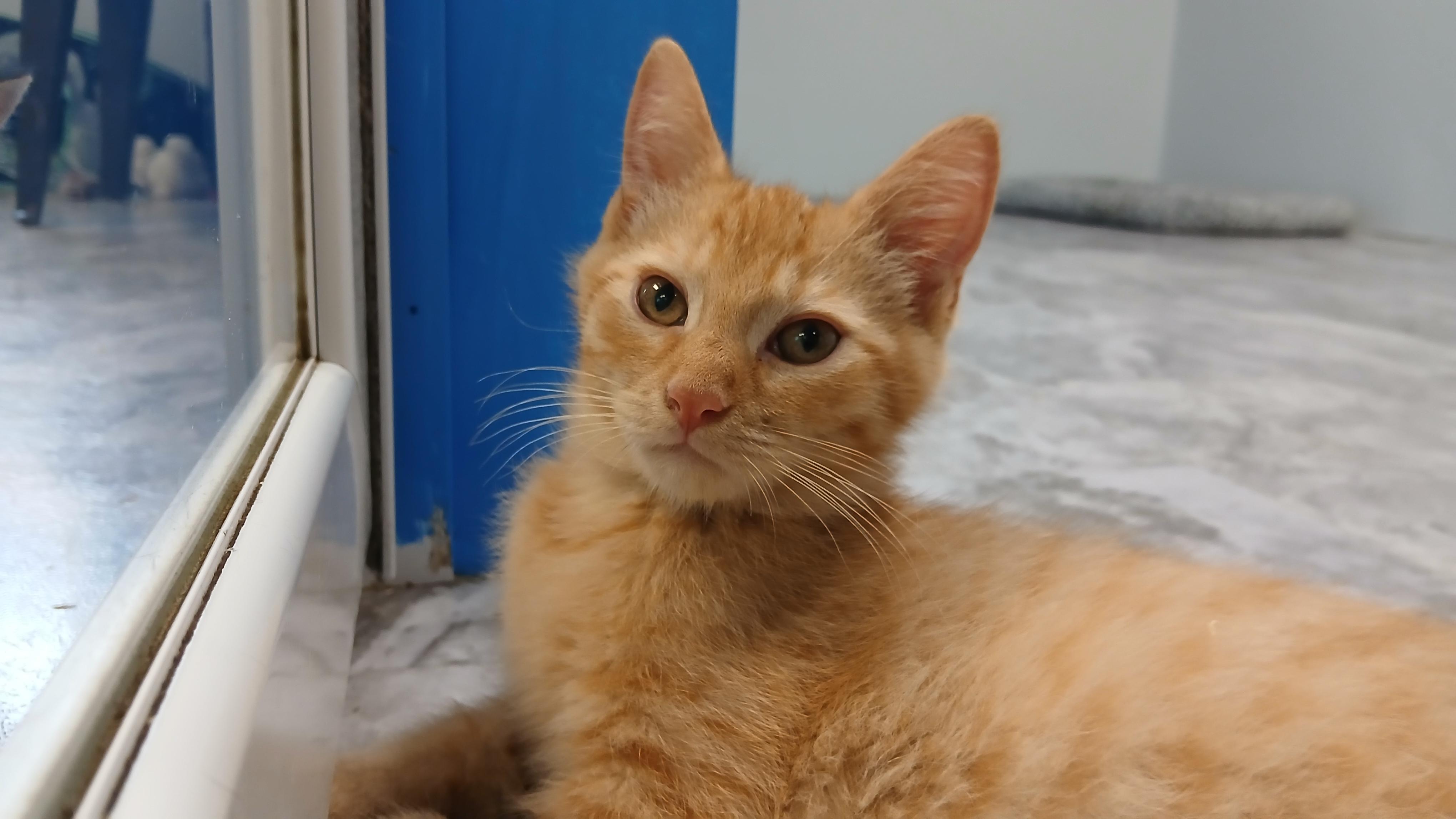 Jeremiah, an adopted Domestic Short Hair in Cullowhee, NC image 6/6