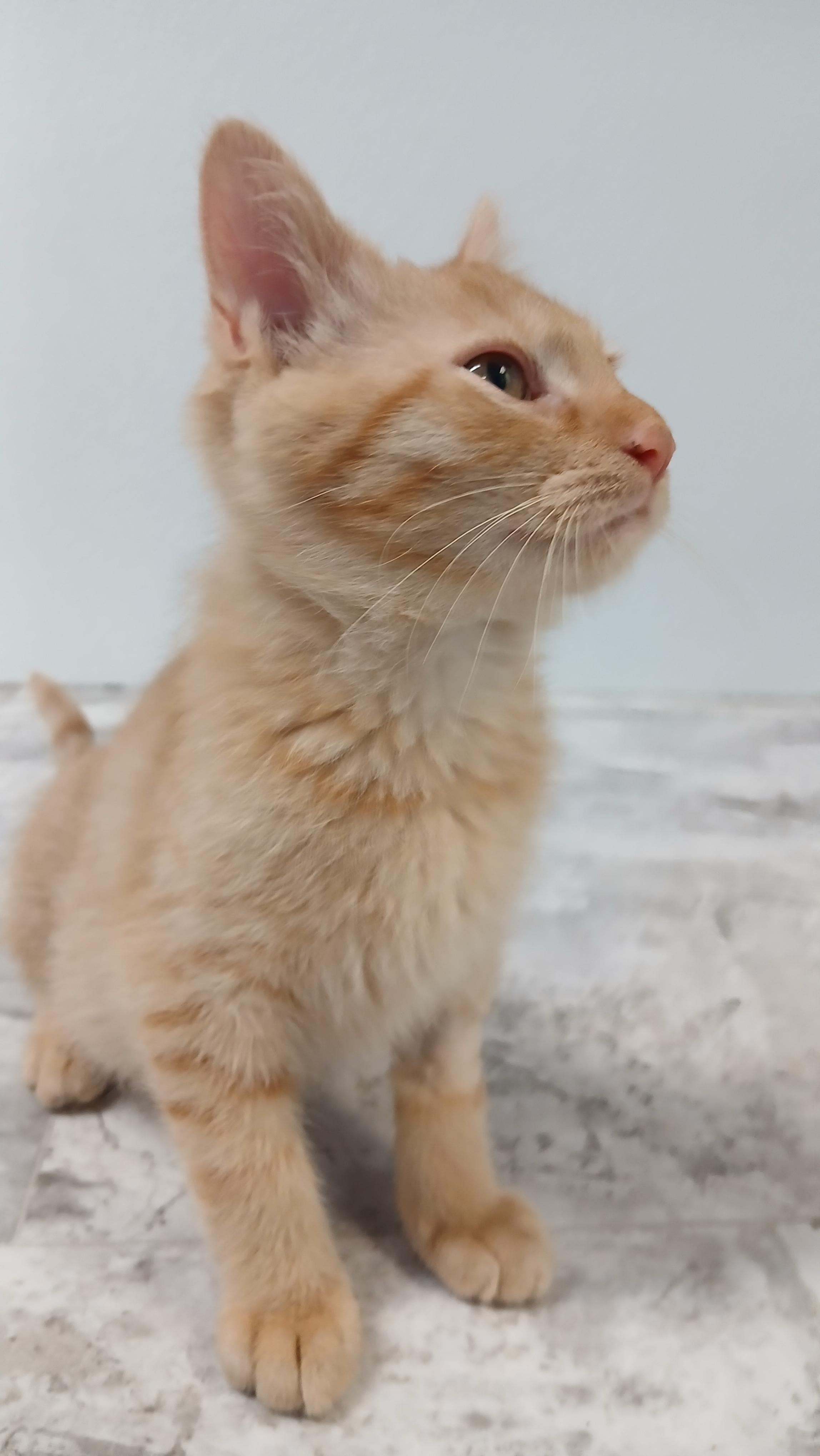 Jeremiah, an adopted Domestic Short Hair in Cullowhee, NC image 4/6