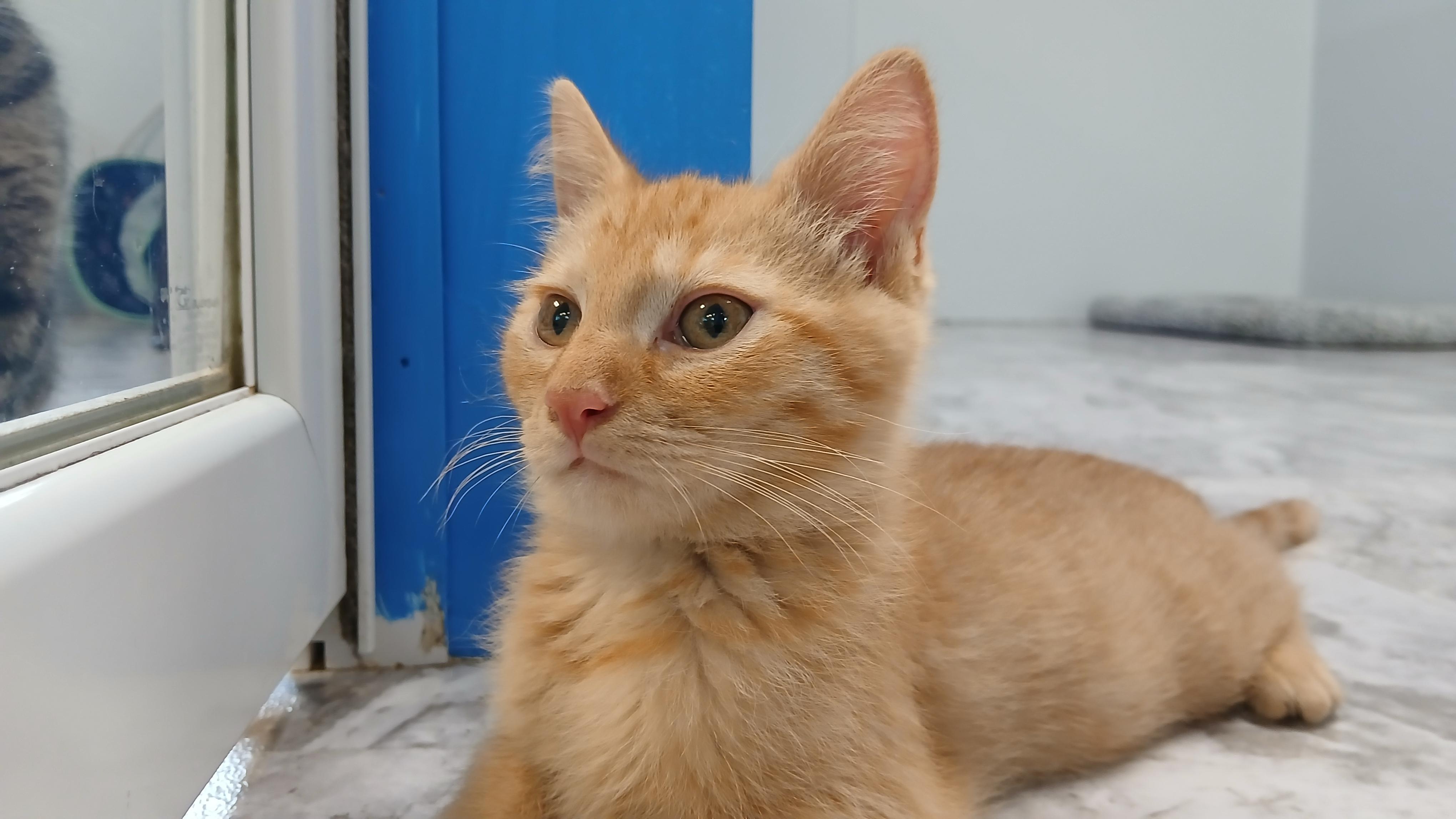 Jeremiah, an adopted Domestic Short Hair in Cullowhee, NC image 1/6