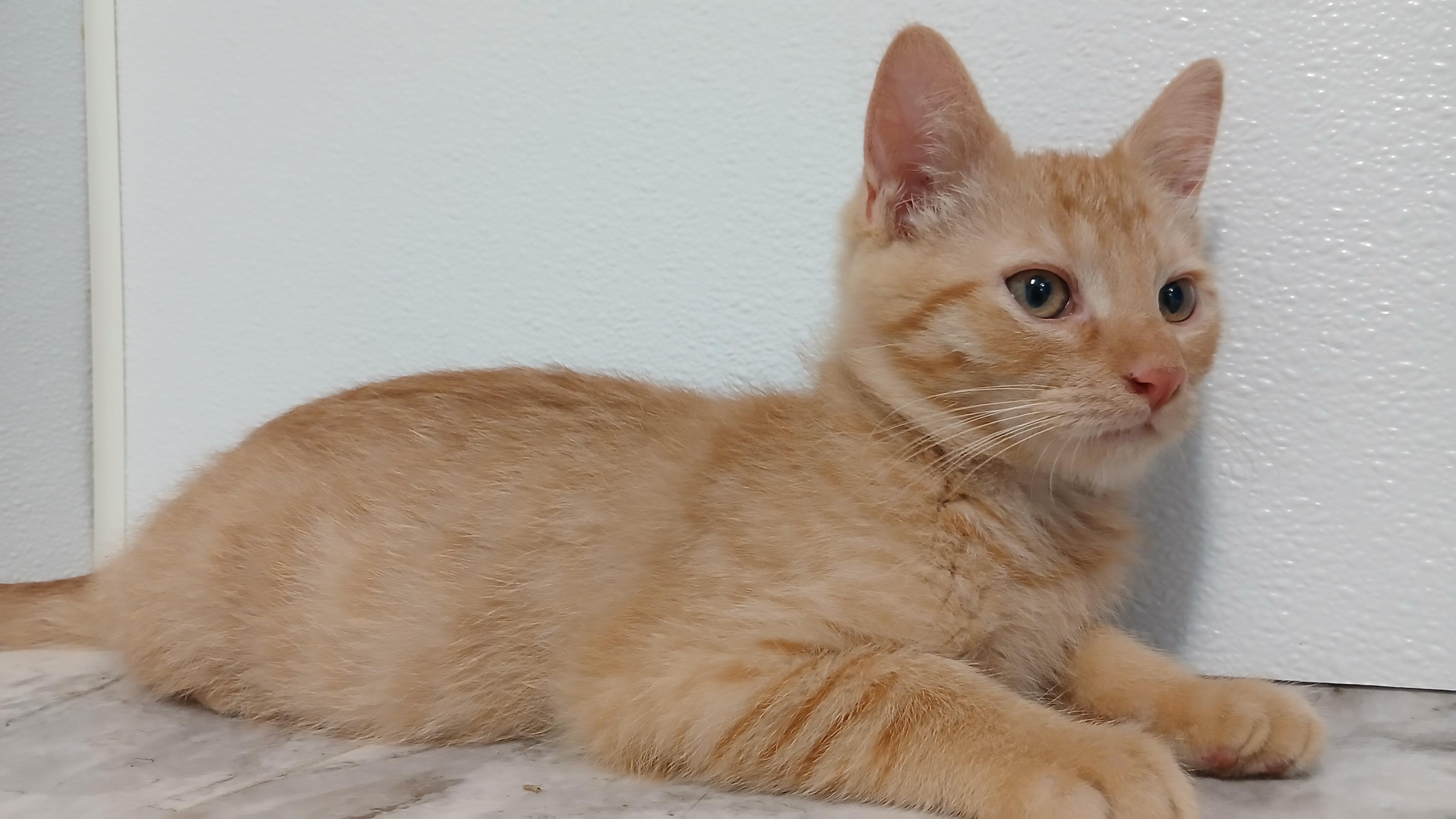 Jeremiah, an adopted Domestic Short Hair in Cullowhee, NC image 3/6