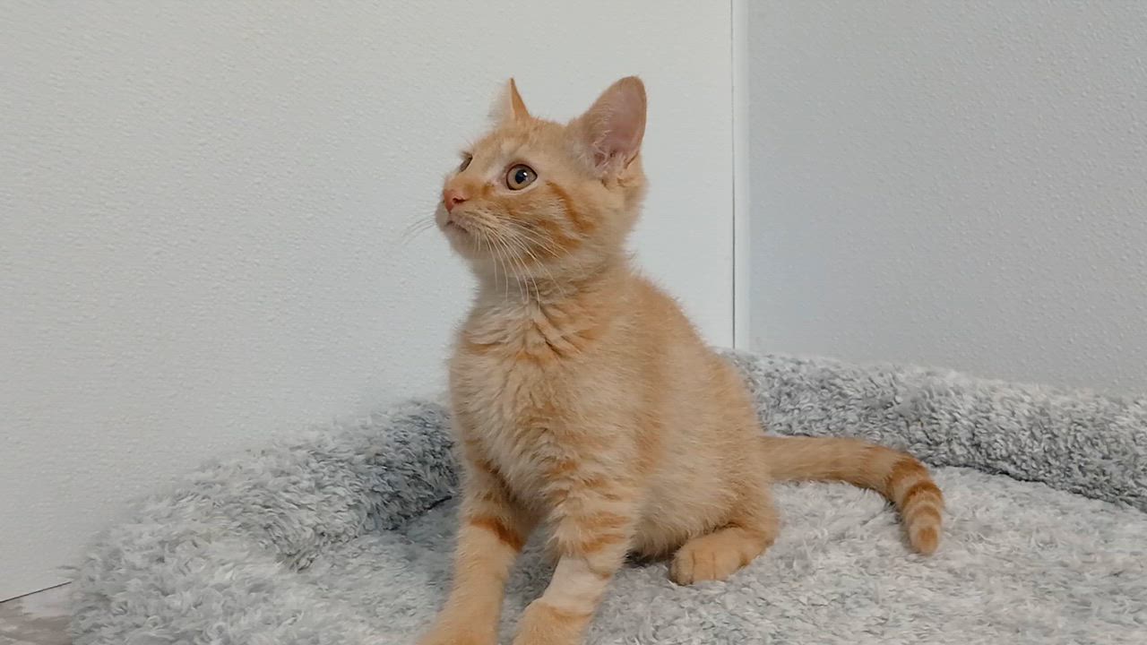 Enlarge Jeremiah, an adopted Domestic Short Hair in Cullowhee, NC video 2/6