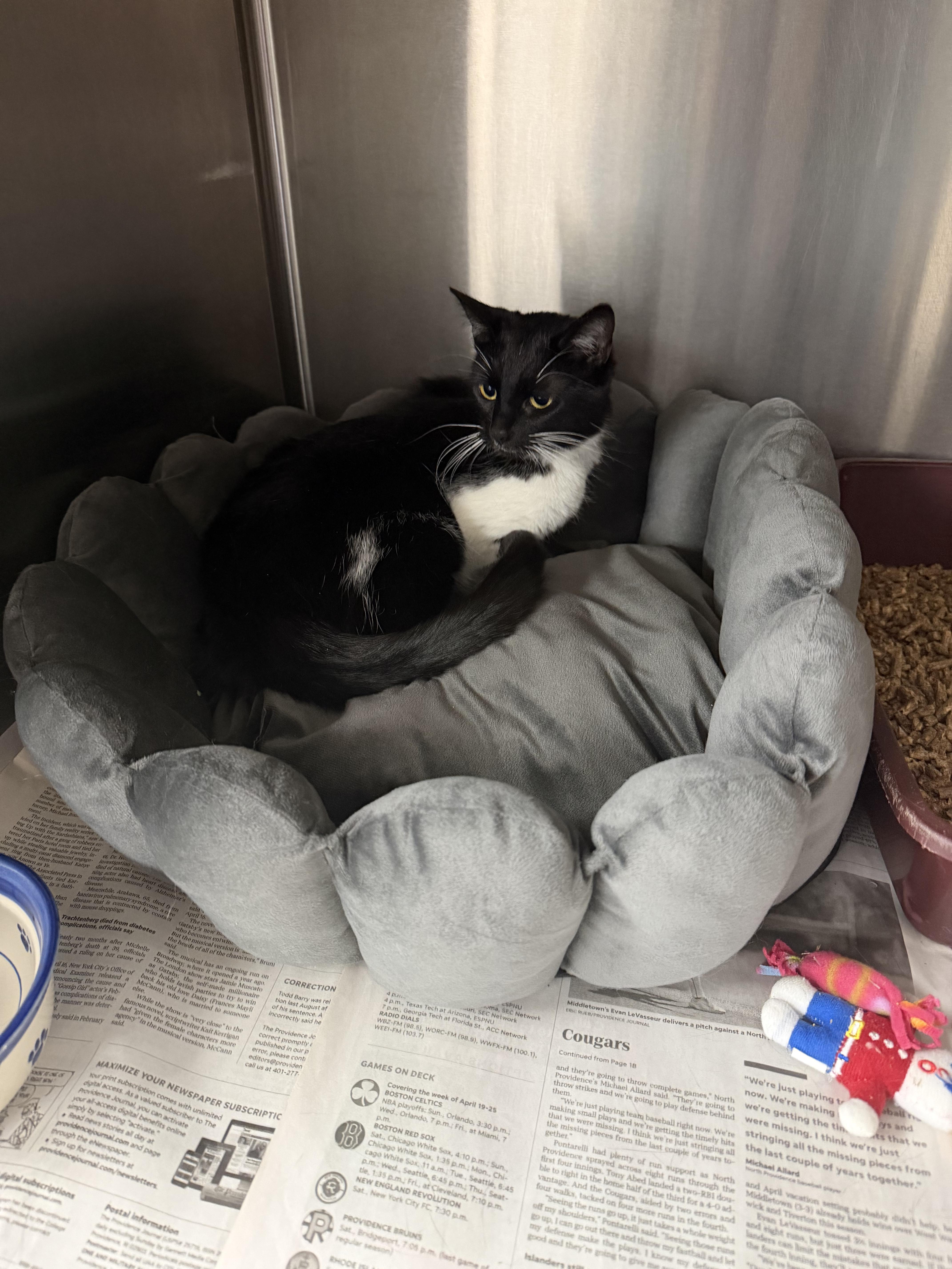 Enlarge Raven, a ADOPTABLE American Shorthair in North Kingstown, RI image 6/6