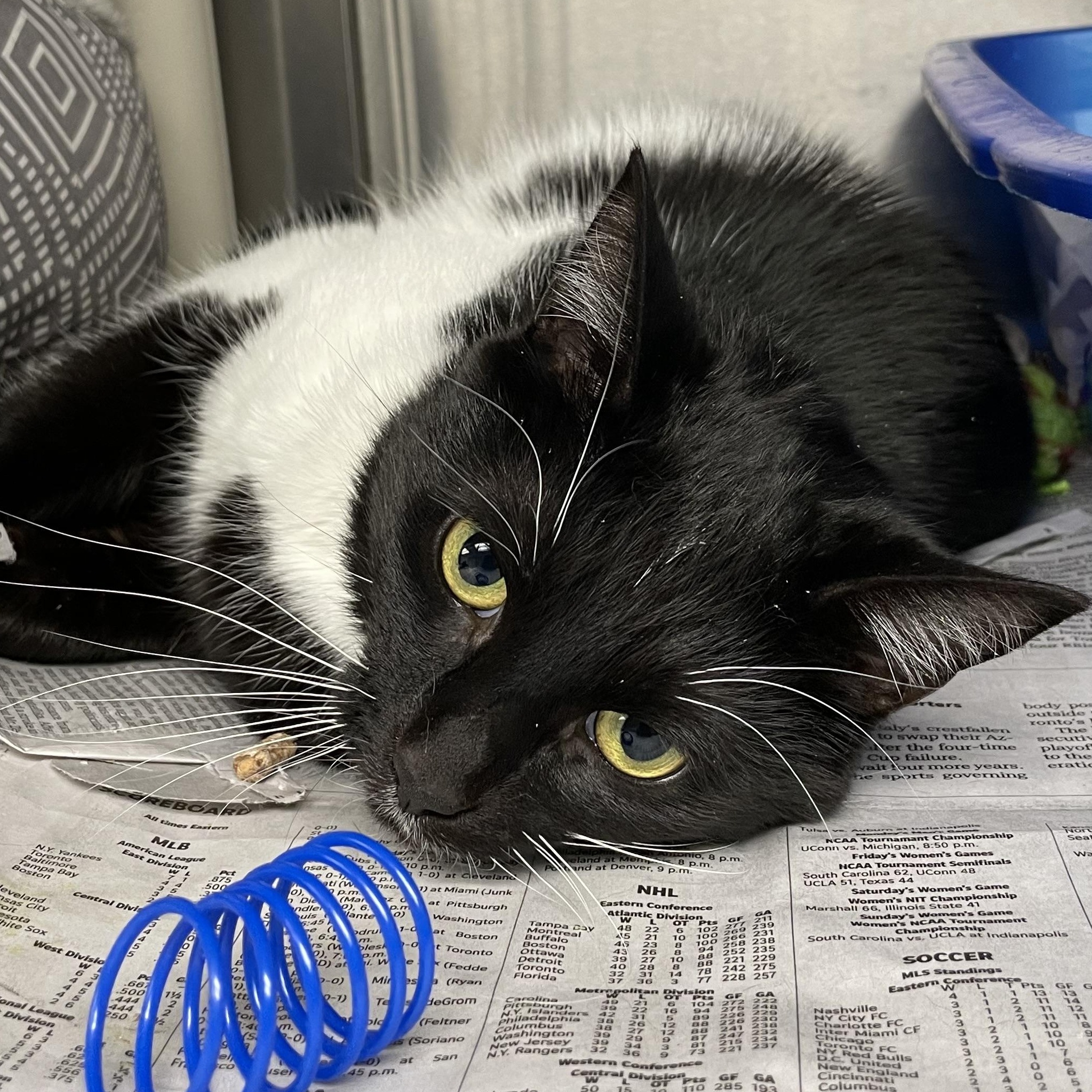 Enlarge Raven, a ADOPTABLE American Shorthair in North Kingstown, RI image 1/6