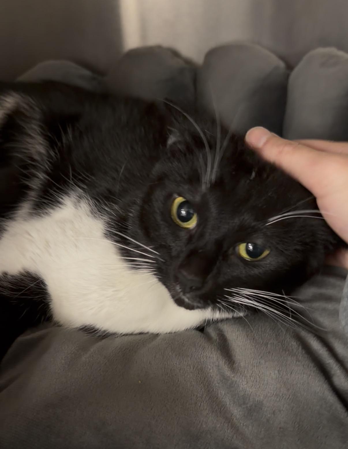 Enlarge Raven, a ADOPTABLE American Shorthair in North Kingstown, RI image 4/6