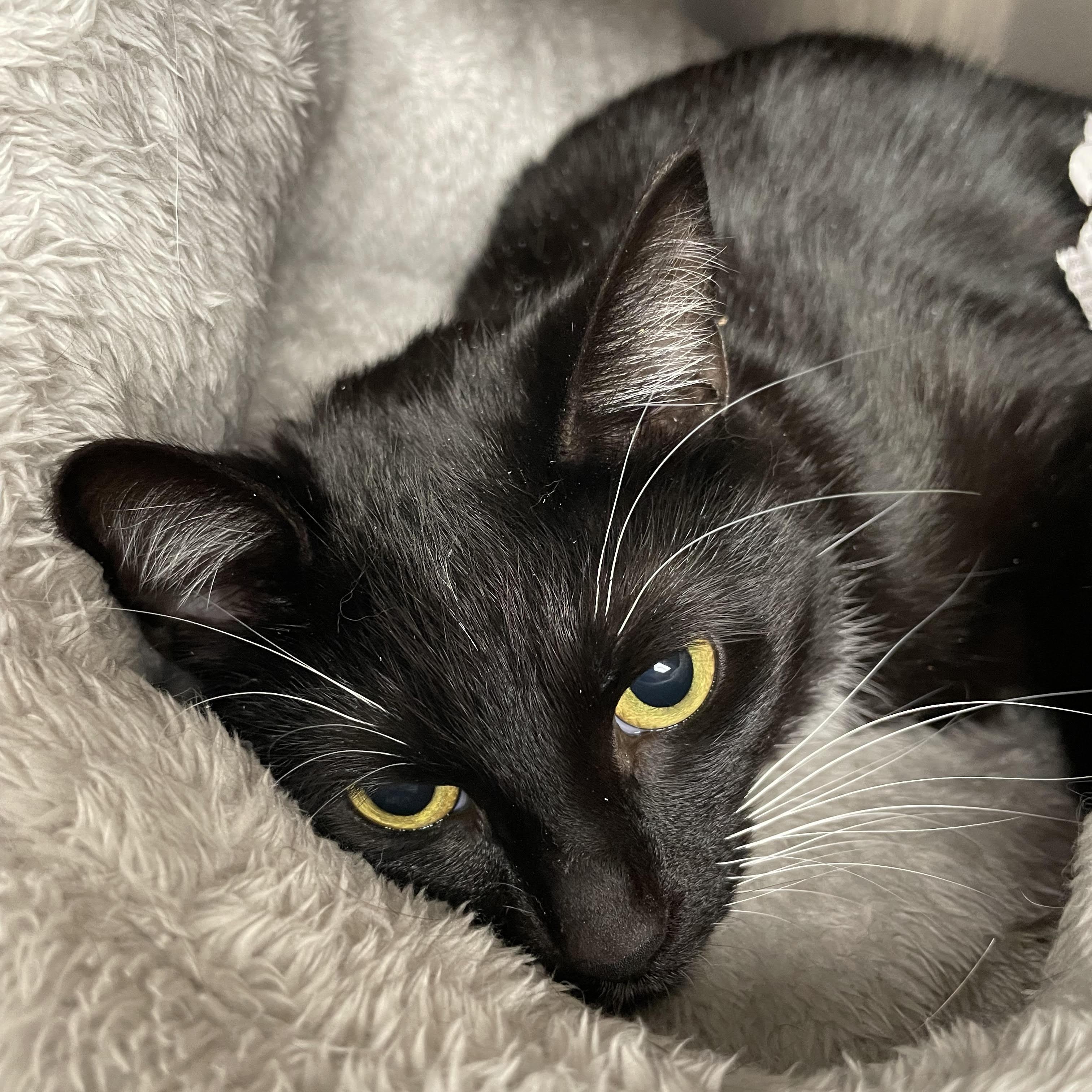 Enlarge Raven, a ADOPTABLE American Shorthair in North Kingstown, RI image 5/6