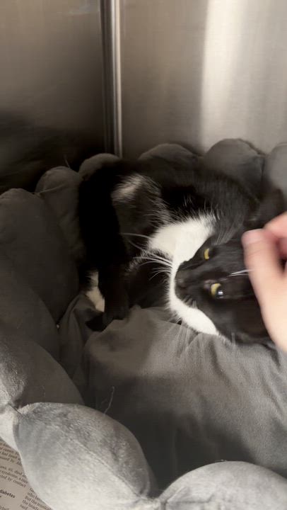 Enlarge Raven, a ADOPTABLE American Shorthair in North Kingstown, RI video 3/6