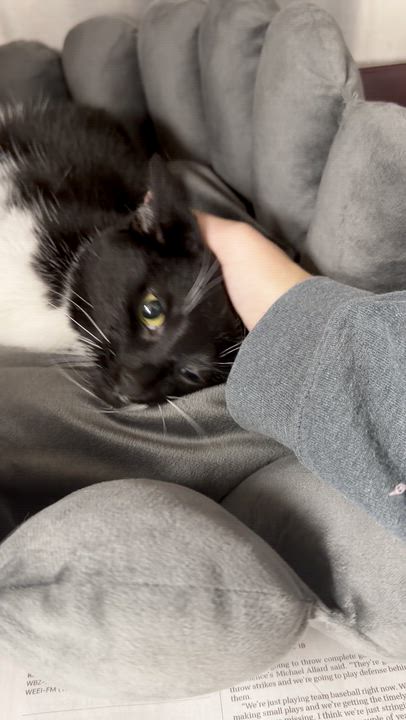 Enlarge Raven, a ADOPTABLE American Shorthair in North Kingstown, RI video 2/6