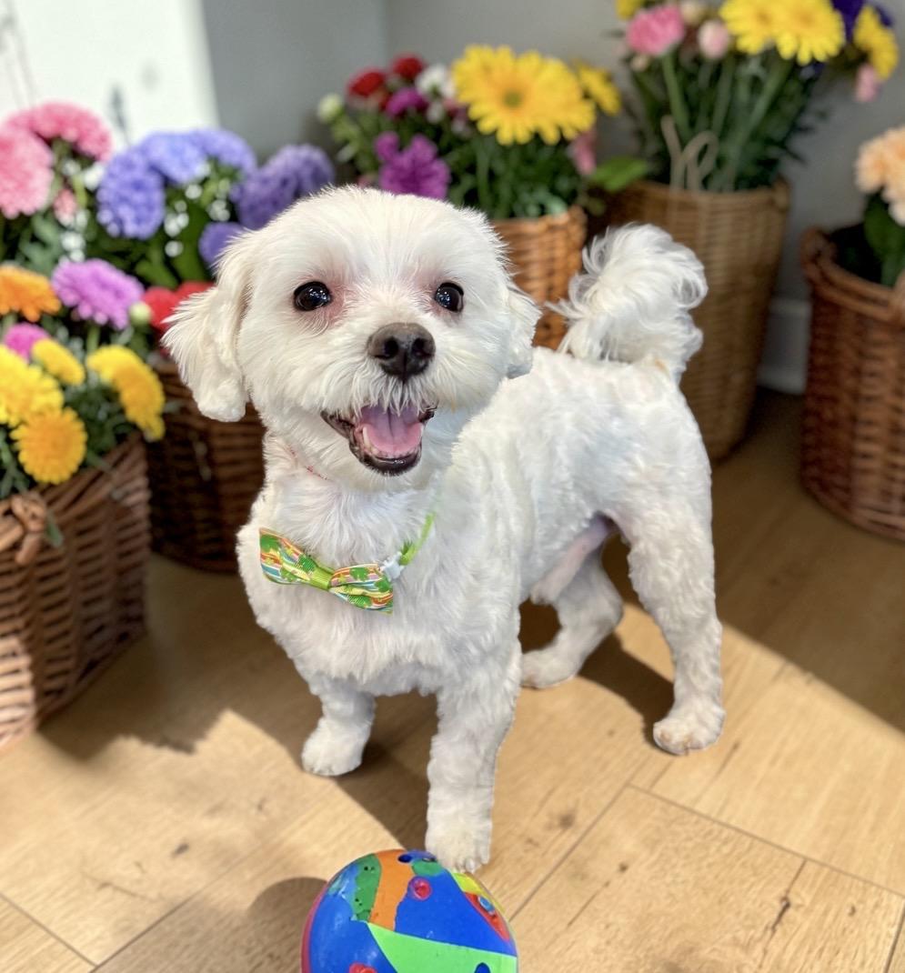 Enlarge Duke, an adopted Maltese in Perry, IA image 5/6