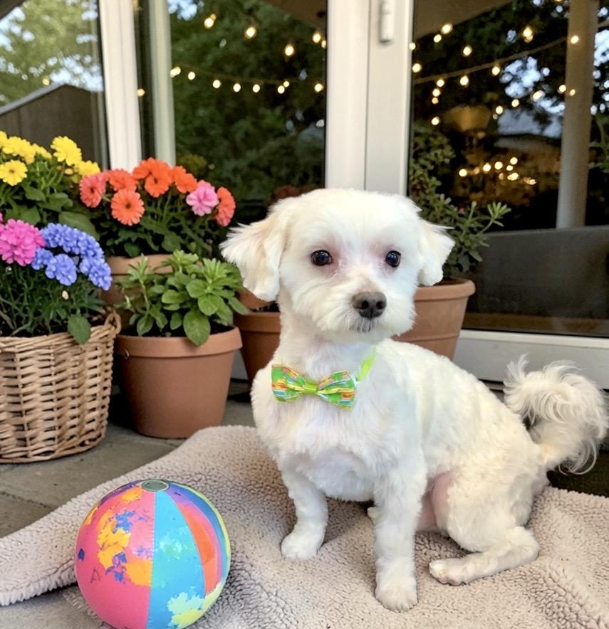 Enlarge Duke, an adopted Maltese in Perry, IA image 6/6