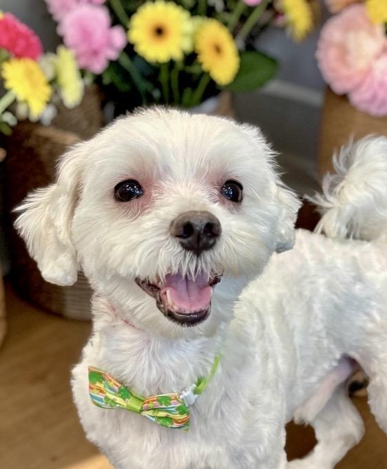 Duke, adopted, Adult Male Maltese.