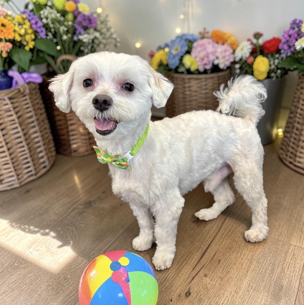 Enlarge Duke, an adopted Maltese in Perry, IA image 2/6