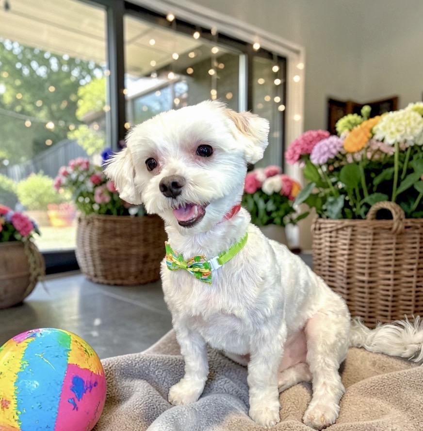 Enlarge Duke, an adopted Maltese in Perry, IA image 3/6