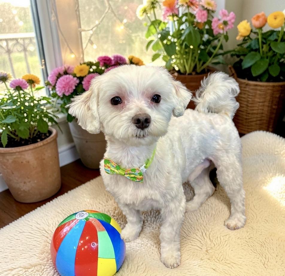 Enlarge Duke, an adopted Maltese in Perry, IA image 4/6