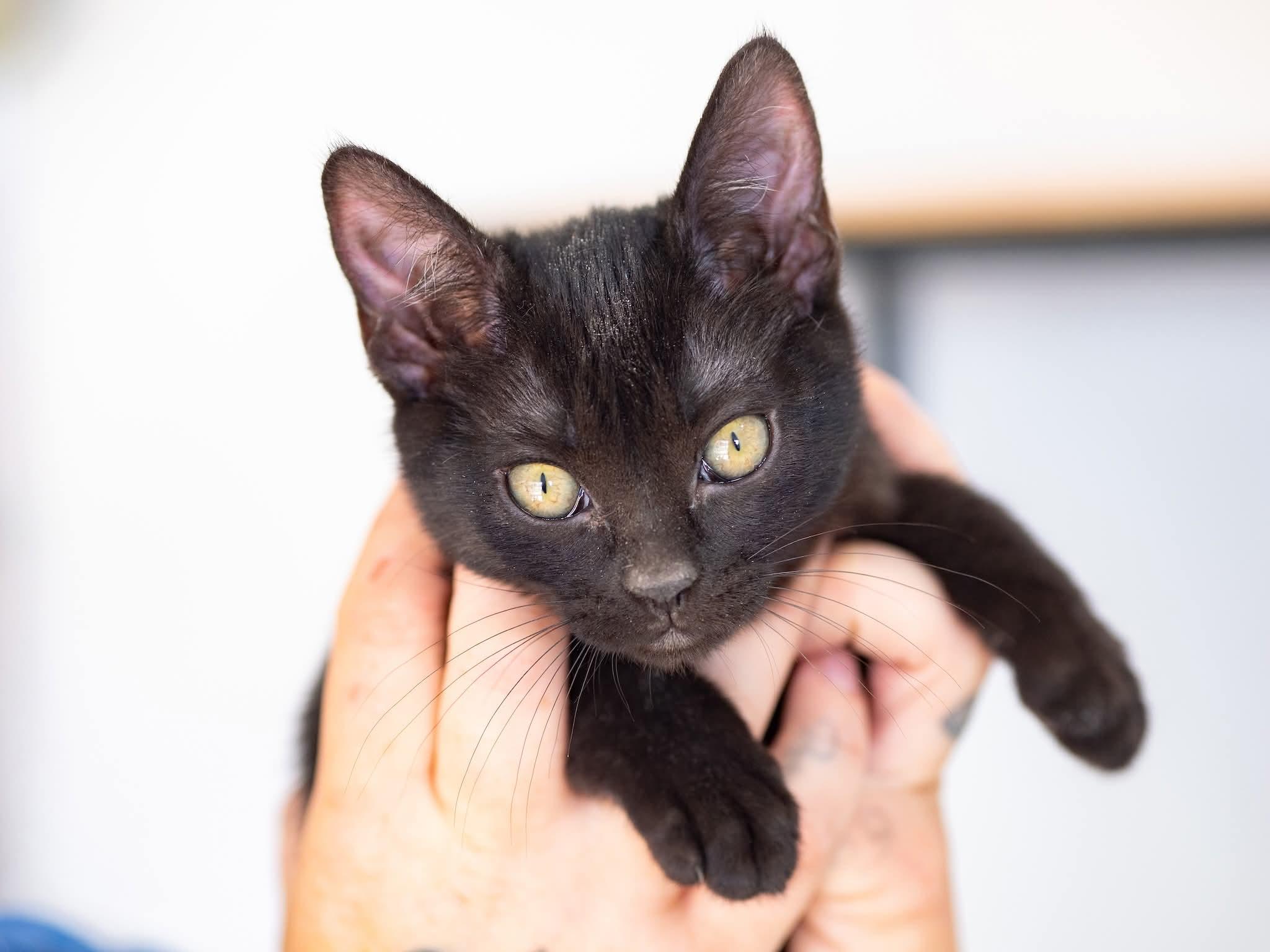 Presley, ADOPTABLE, Kitten Male Domestic Short Hair.