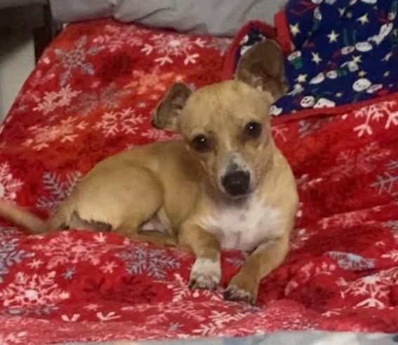 Lovey, adopted, Puppy Female Chiweenie & Dachshund.