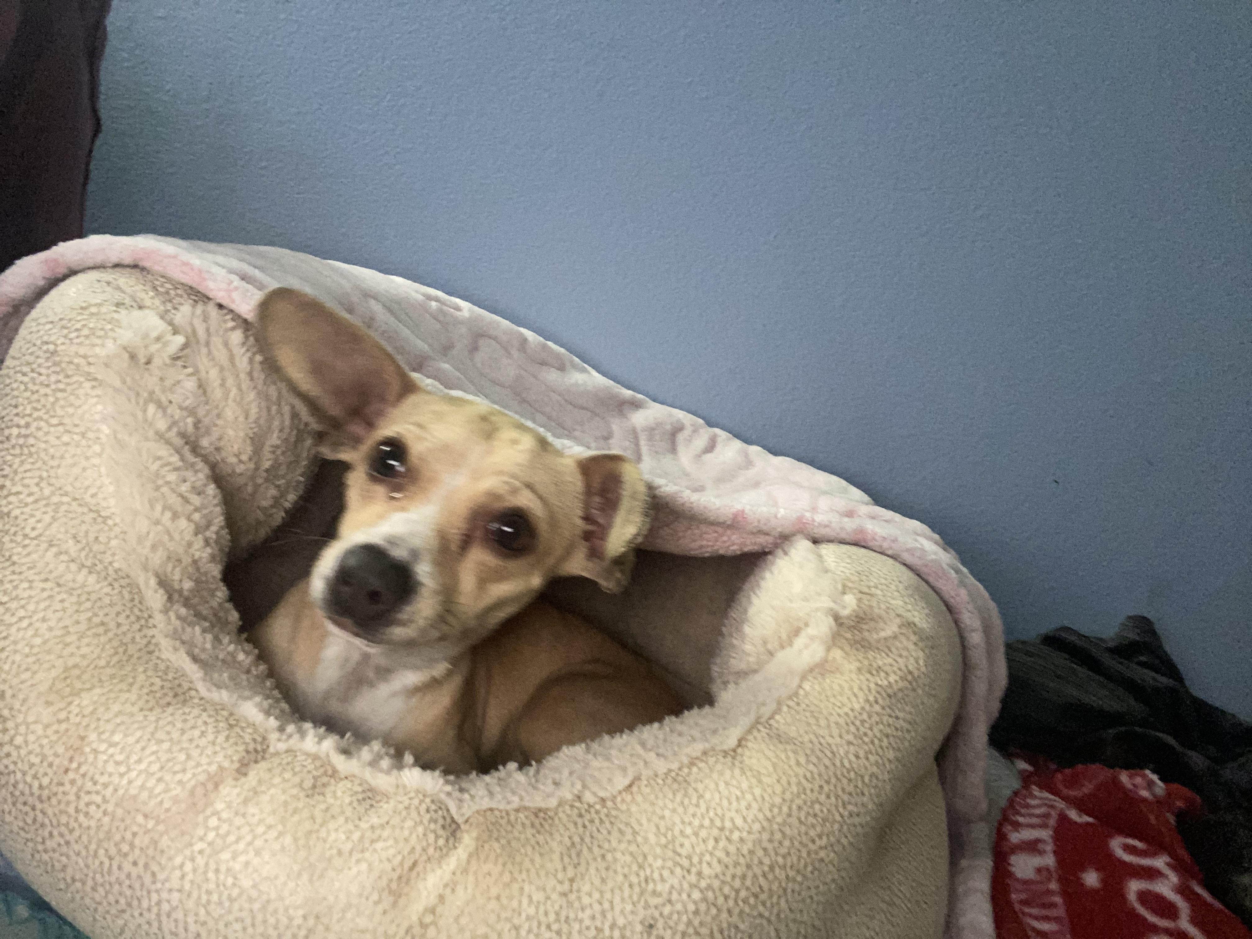 Enlarge Lovey, an adopted mixed breed in Phoenix, AZ image 2/3