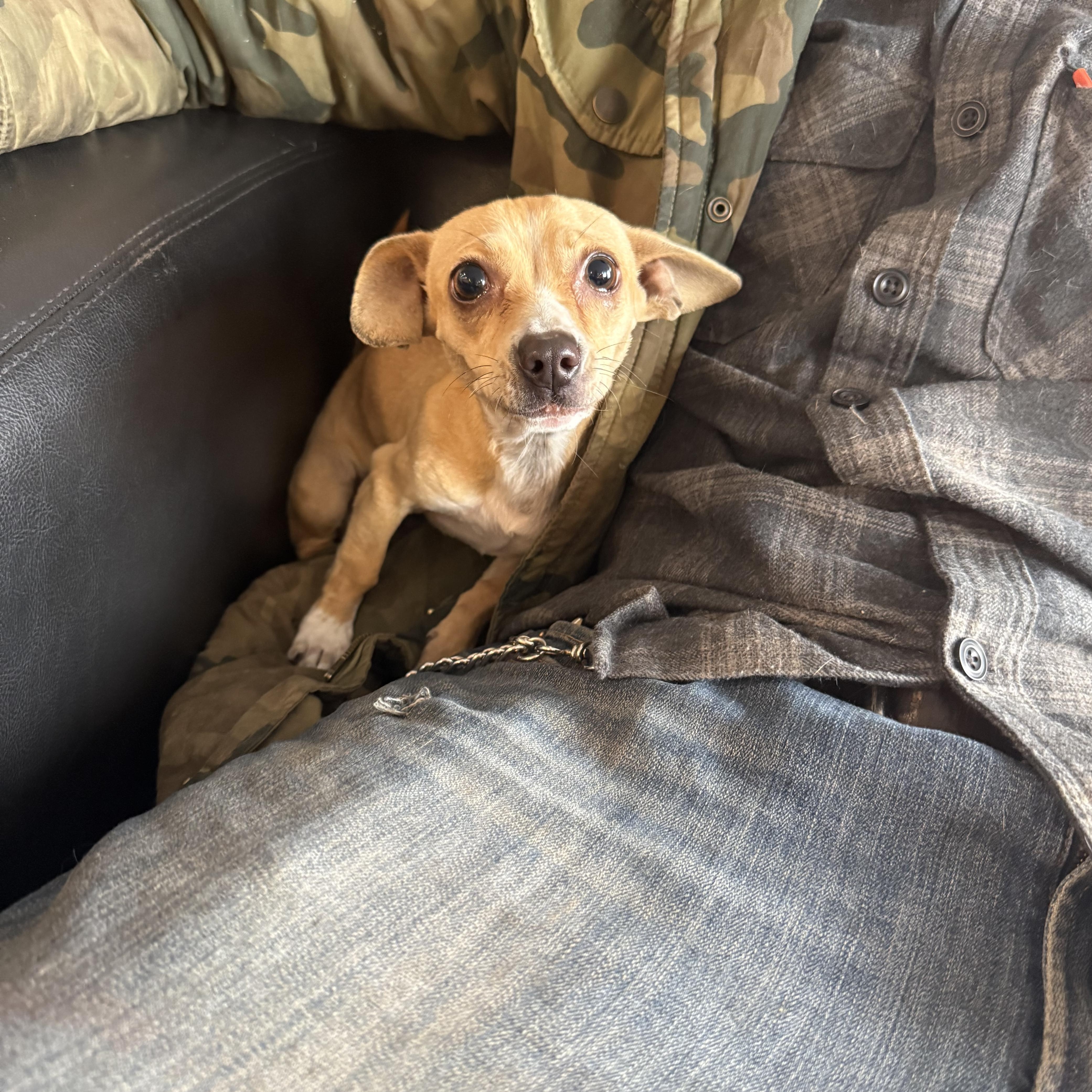 Enlarge Lovey, an adopted mixed breed in Phoenix, AZ image 3/3