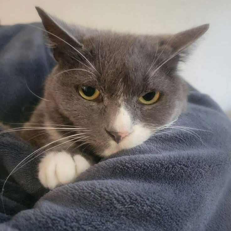 Enlarge Jaxly, a Adopted Domestic Short Hair in Bourne, MA image 1/2