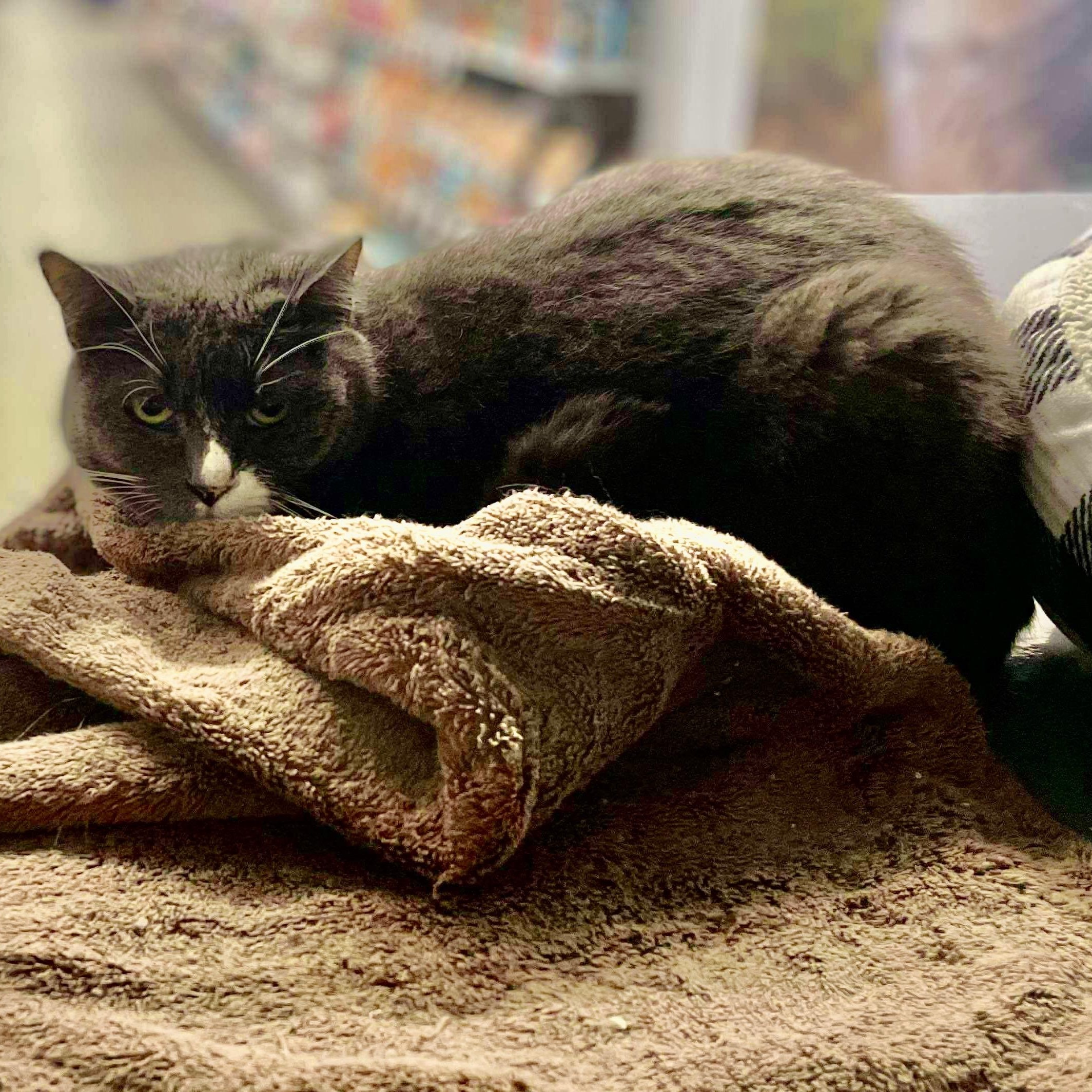 Enlarge Jaxly, a Adopted Domestic Short Hair in Bourne, MA image 2/2