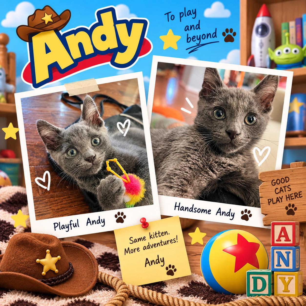 Enlarge Andy (FCID# 09/21/2026 - 15) KDC, a Adopted Domestic Short Hair in Greenville, DE image 1/2