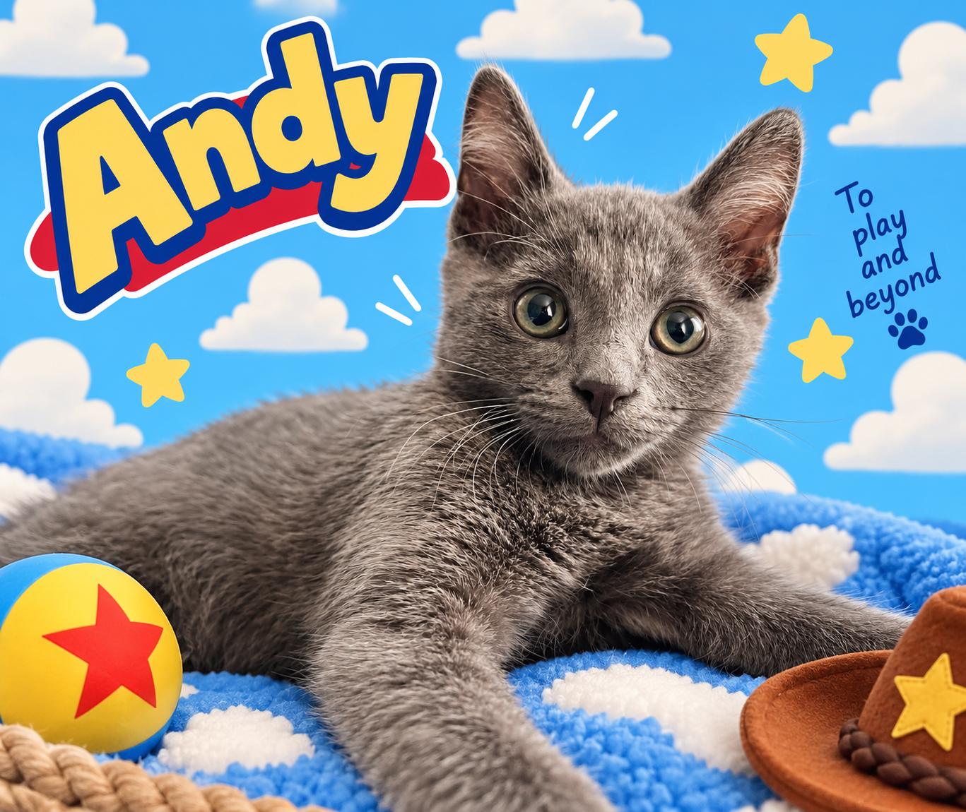 Enlarge Andy (FCID# 09/21/2026 - 15) KDC, a Adopted Domestic Short Hair in Greenville, DE image 2/2