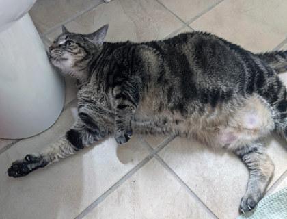 Fiona (in foster), a Adoptable Domestic Short Hair in Fishers, IN image 1/3