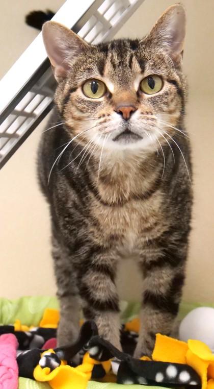 Fiona (in foster), a Adoptable Domestic Short Hair in Fishers, IN image 3/3