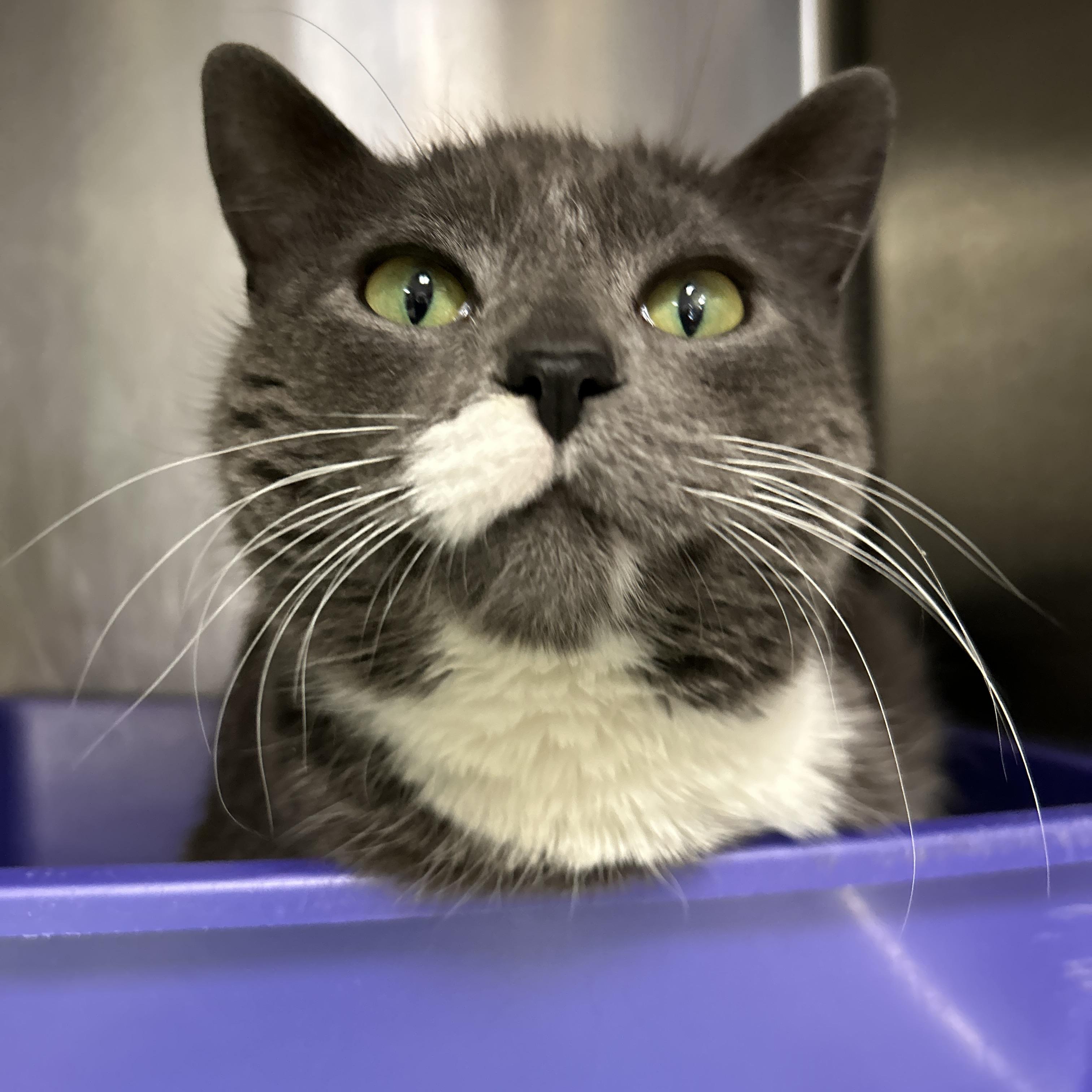 Enlarge Henrietta, a ADOPTABLE Domestic Short Hair in La Grange Park, IL image 5/6