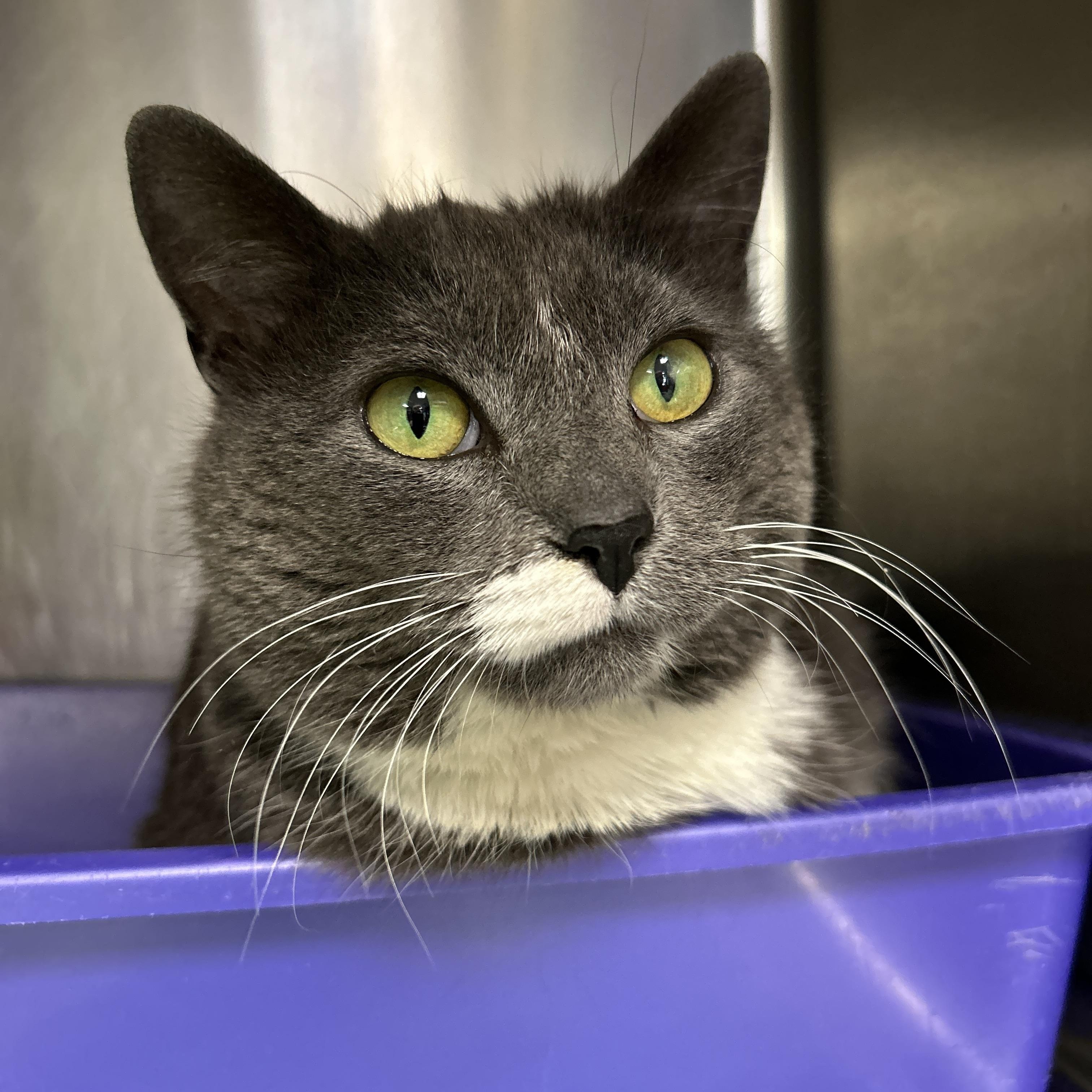 Enlarge Henrietta, a ADOPTABLE Domestic Short Hair in La Grange Park, IL image 1/6