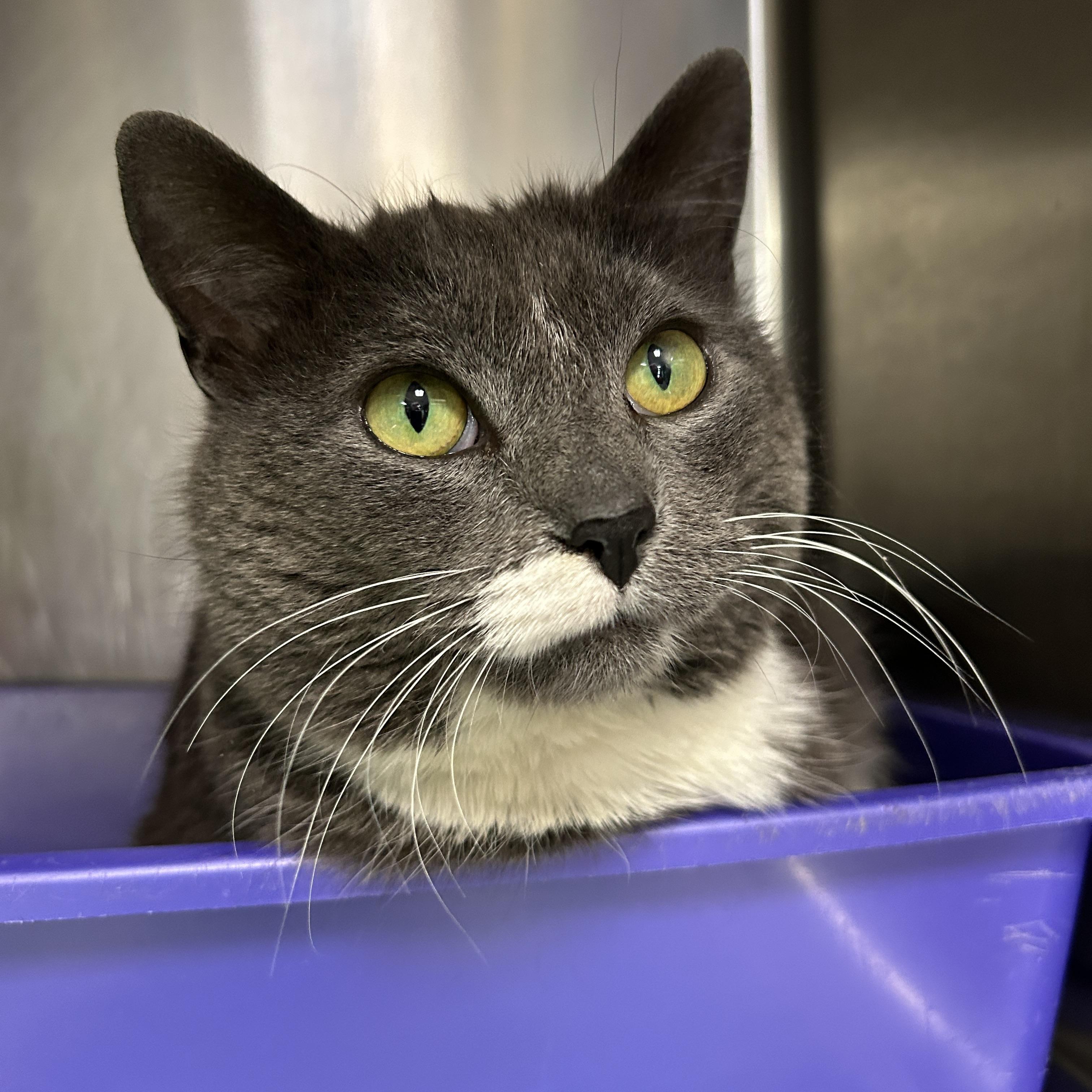 Enlarge Henrietta, a ADOPTABLE Domestic Short Hair in La Grange Park, IL image 4/6