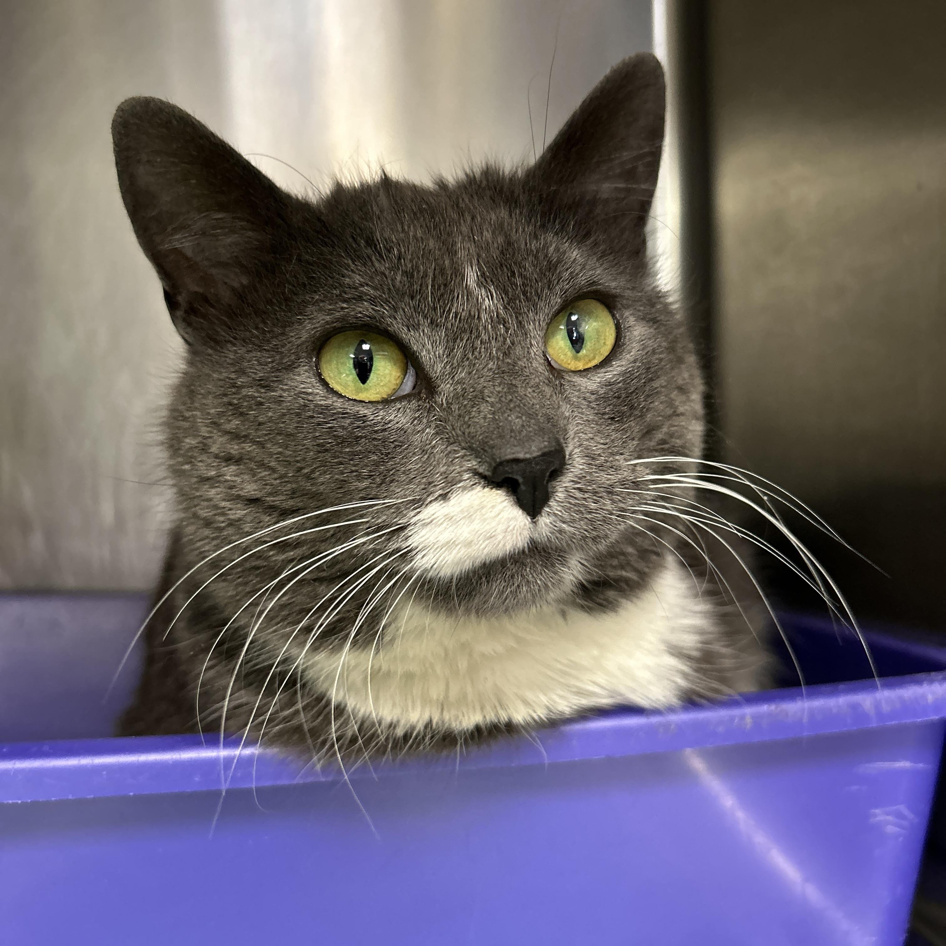 Enlarge Henrietta, a ADOPTABLE Domestic Short Hair in La Grange Park, IL image 6/6