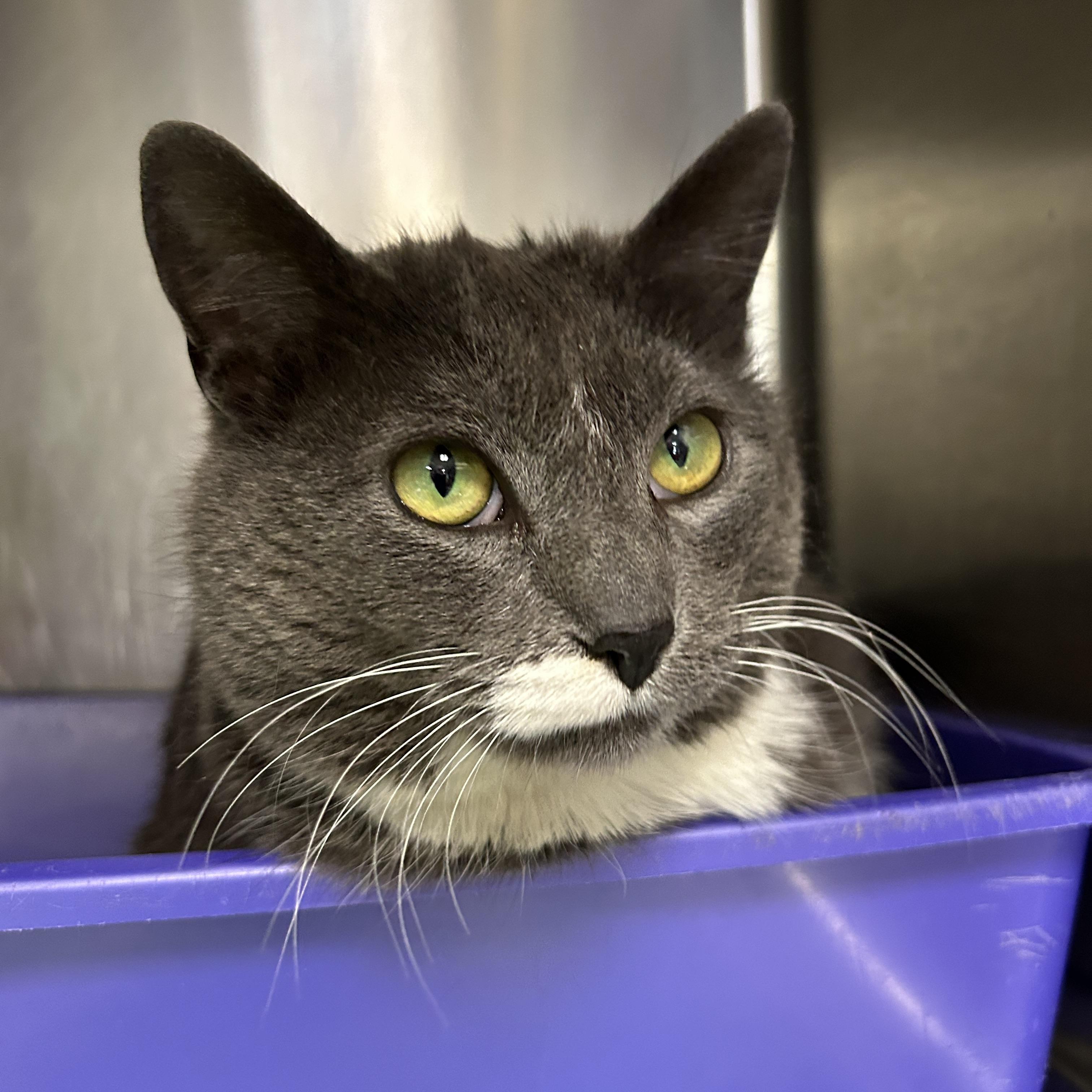 Enlarge Henrietta, a ADOPTABLE Domestic Short Hair in La Grange Park, IL image 2/6