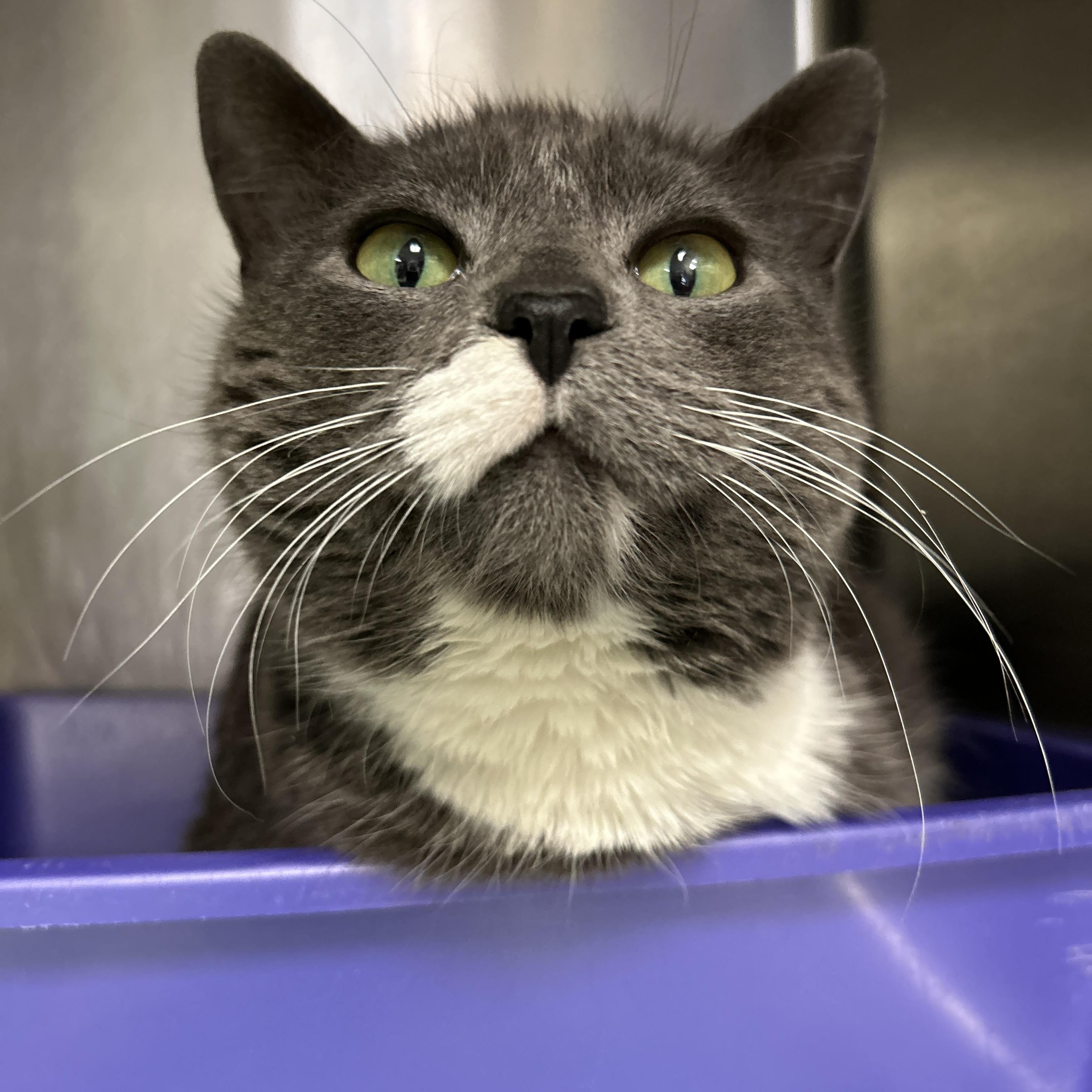 Enlarge Henrietta, a ADOPTABLE Domestic Short Hair in La Grange Park, IL image 3/6