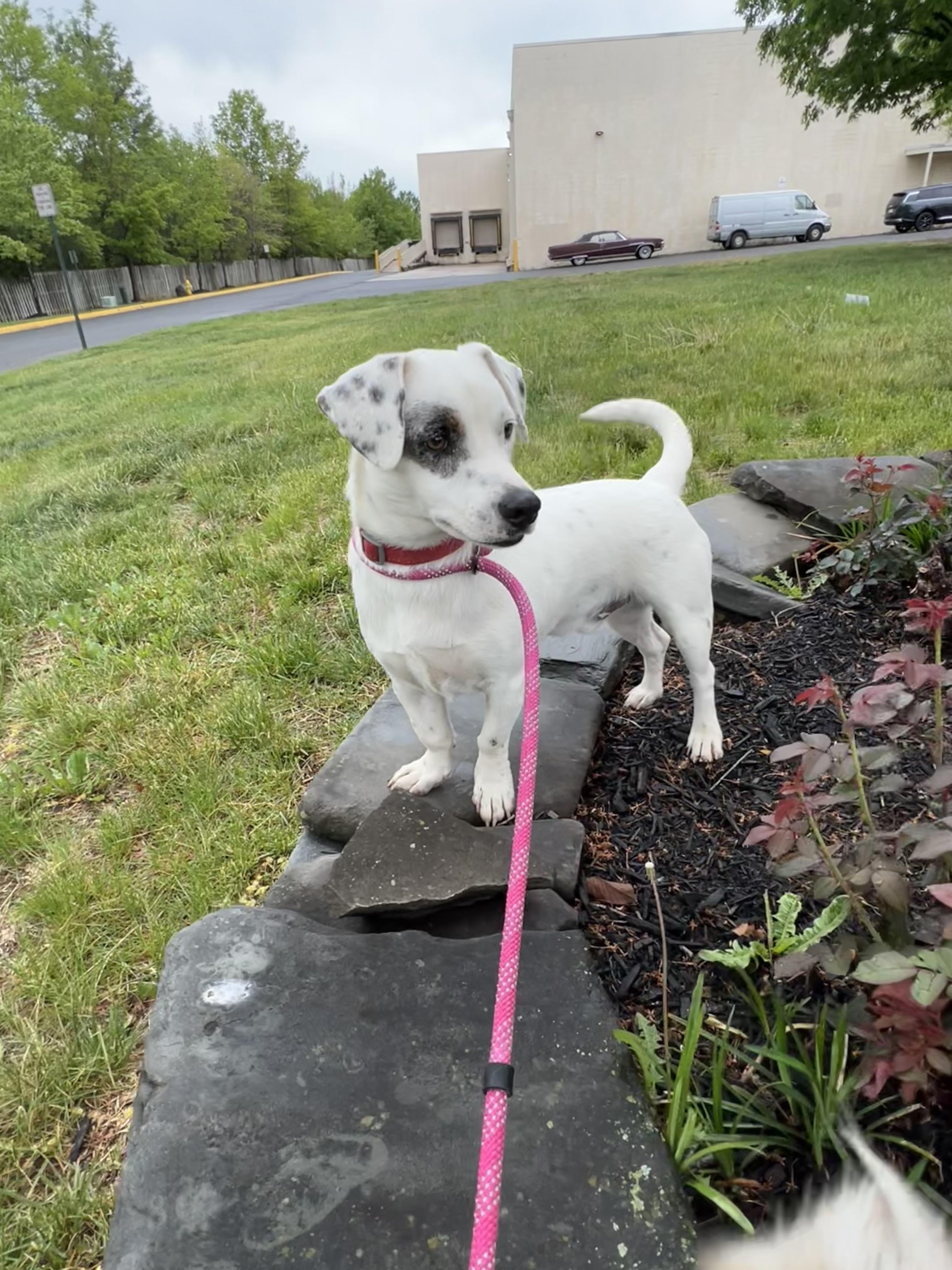 Enlarge Rudy, an adopted mixed breed in Alexandria, VA image 6/6