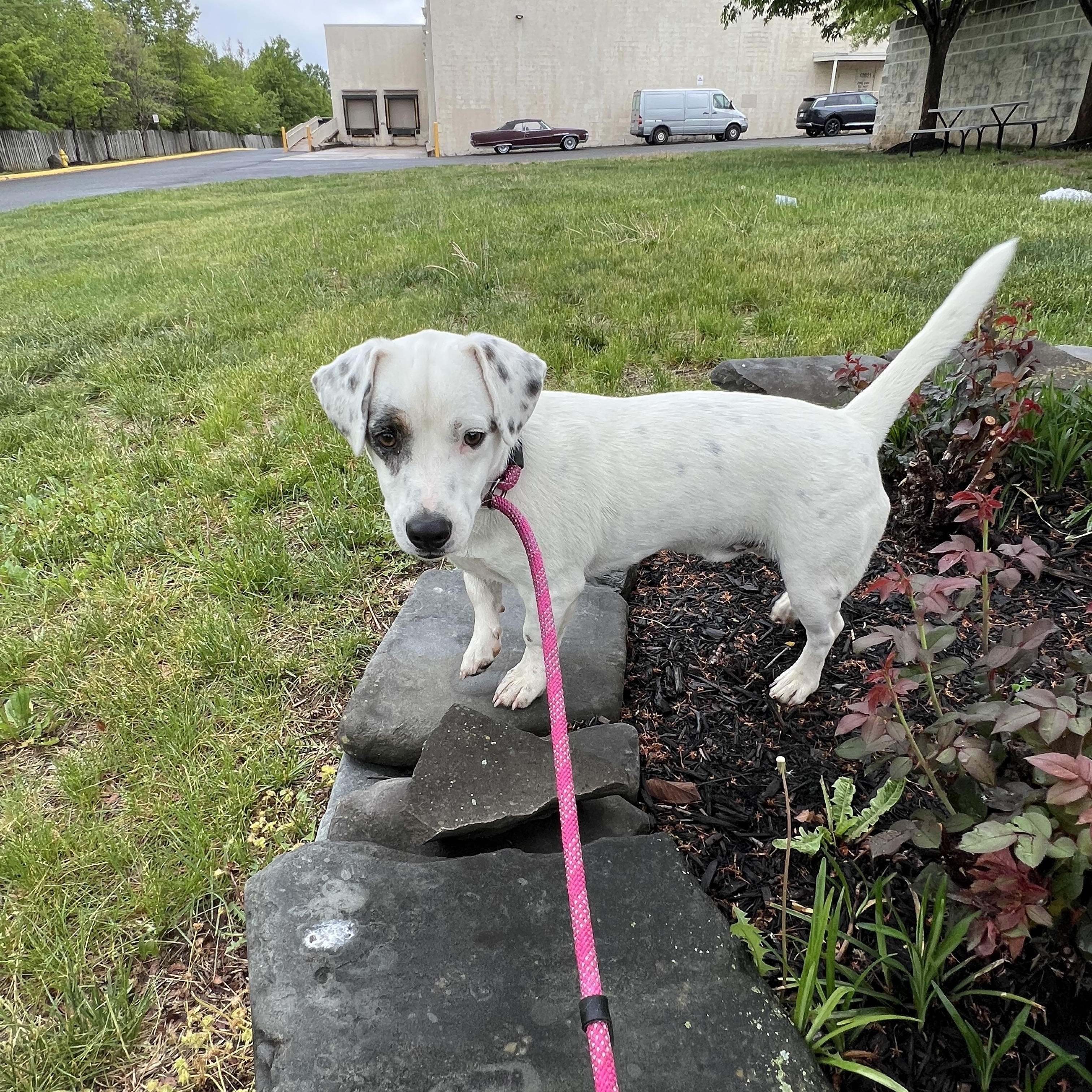 Enlarge Rudy, an adopted mixed breed in Alexandria, VA image 4/6